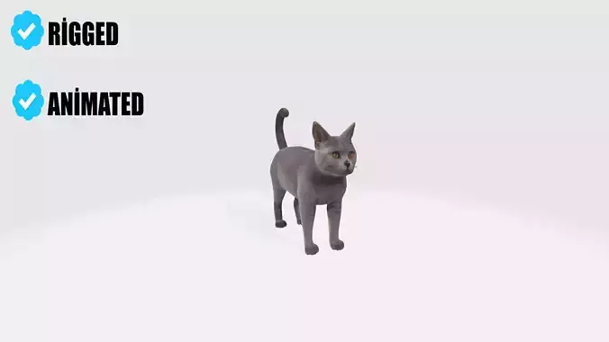 British Shorthair Cat Model Animated and Rigged