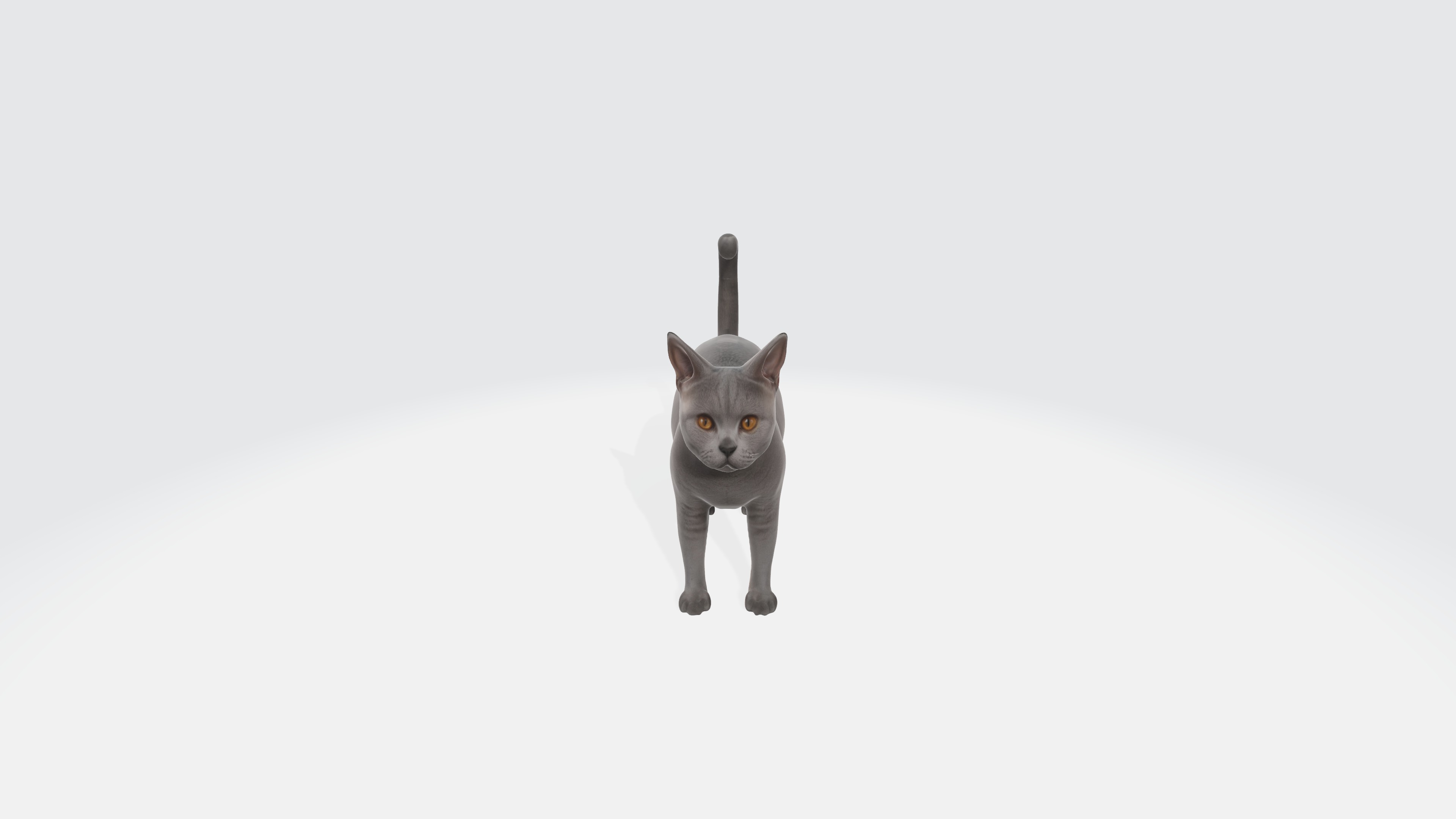 British Shorthair Cat Model Animated and Rigged 3D model_2
