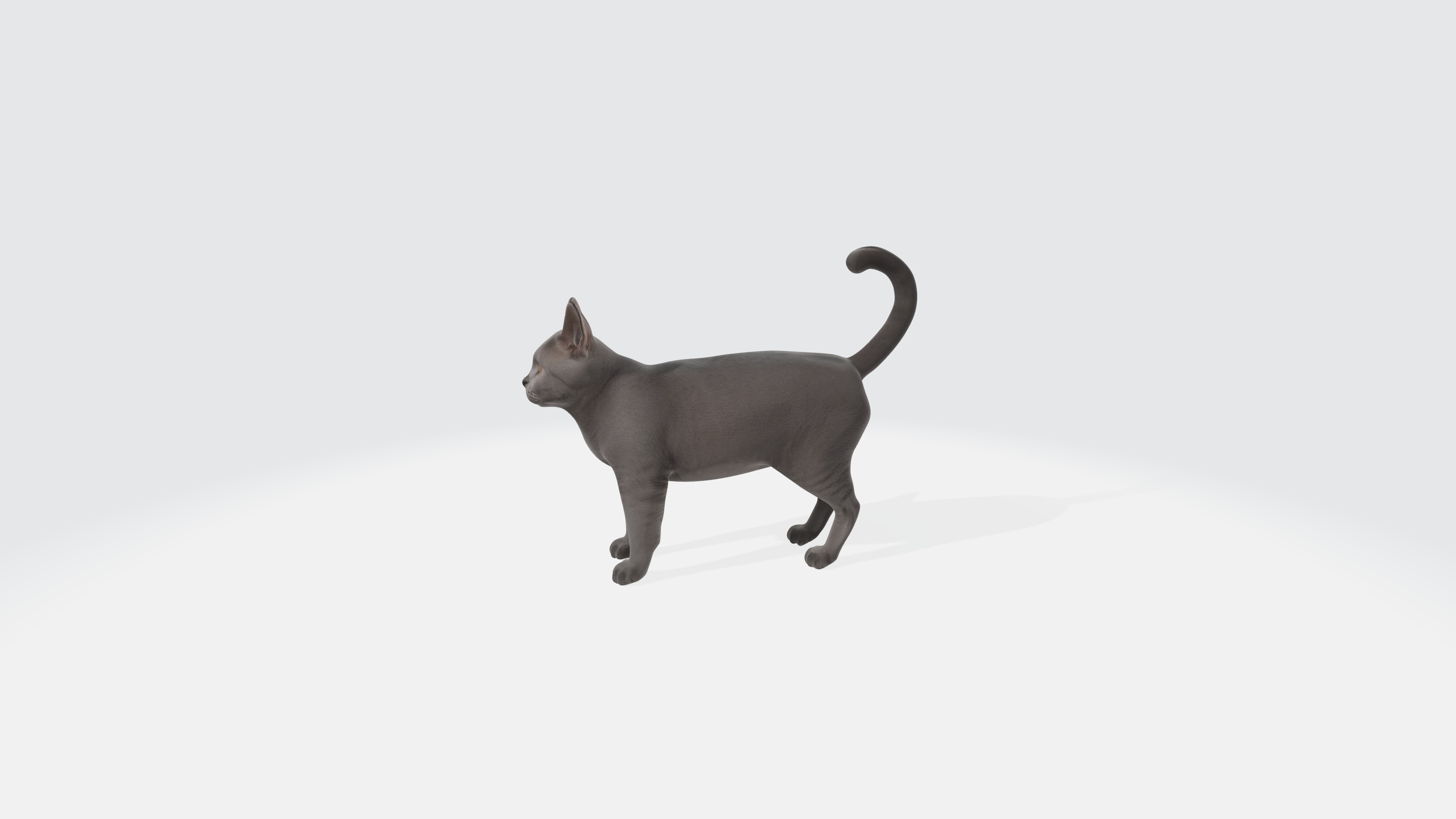 British Shorthair Cat Model Animated and Rigged 3D model_3