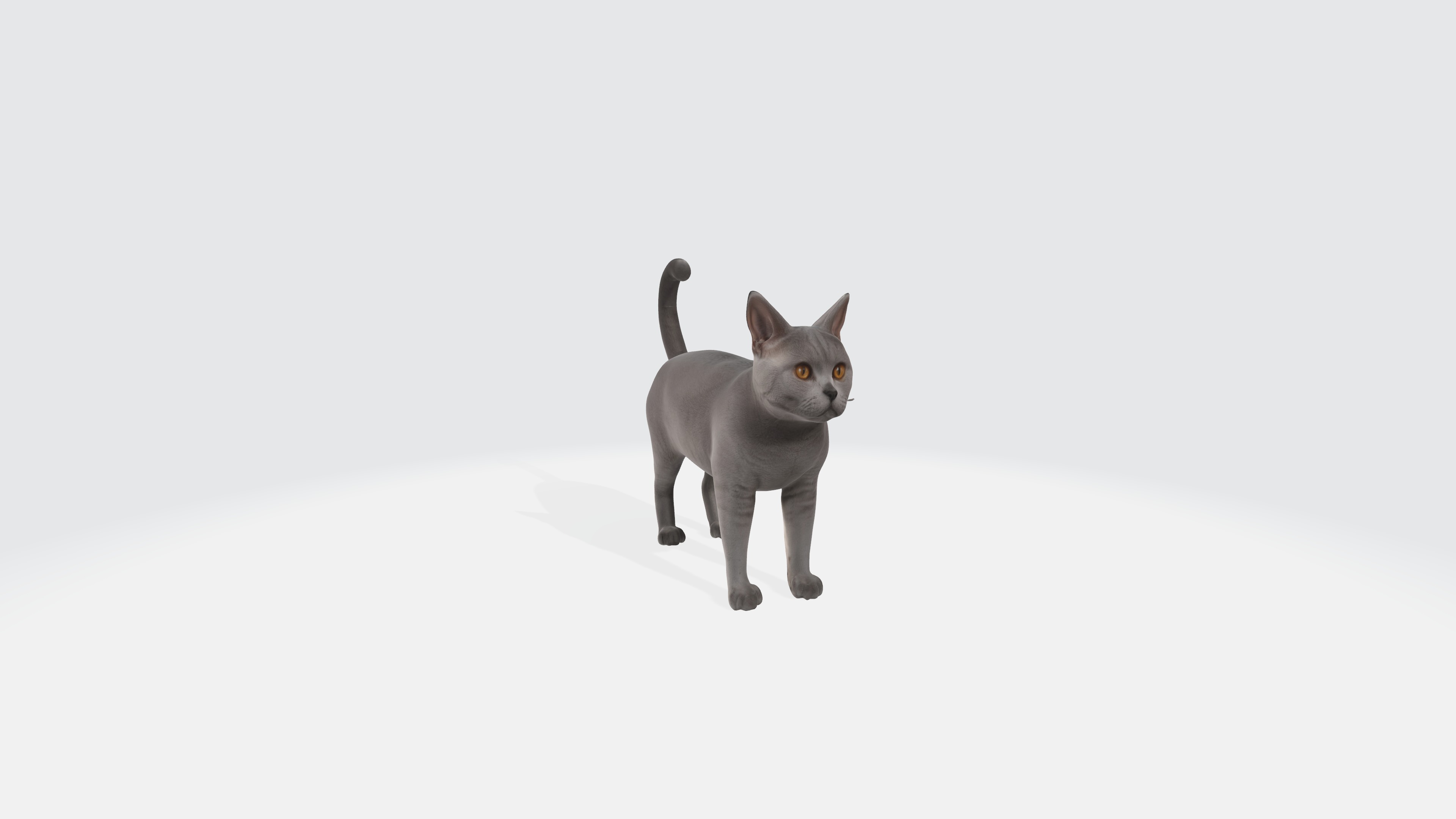 British Shorthair Cat Model Animated and Rigged 3D model_5
