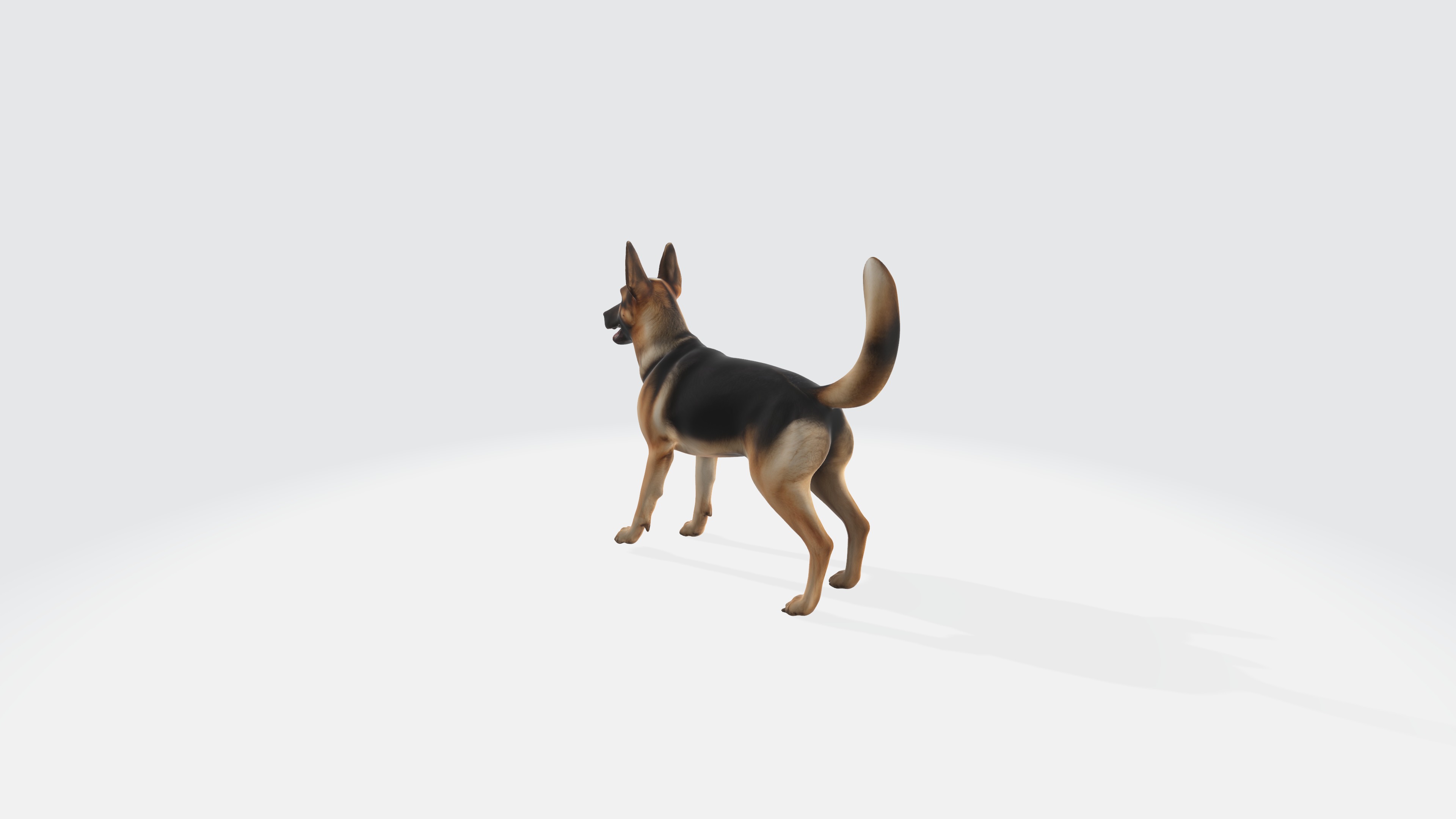 German Shepherd Model Rigged and Animated 3D model_4
