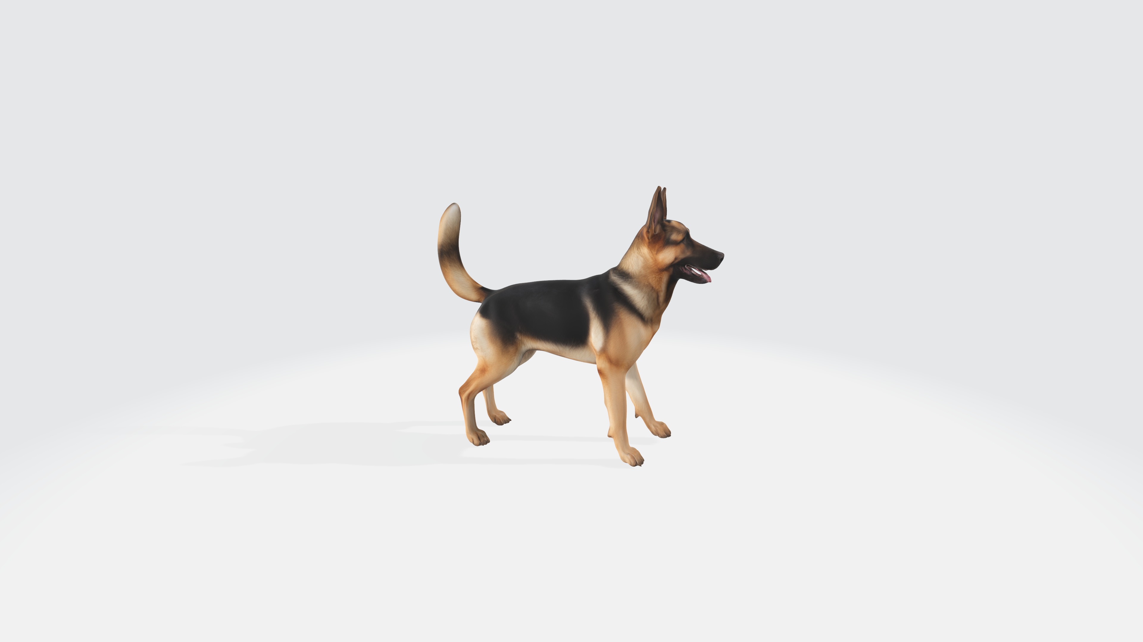 German Shepherd Model Rigged and Animated 3D model_3