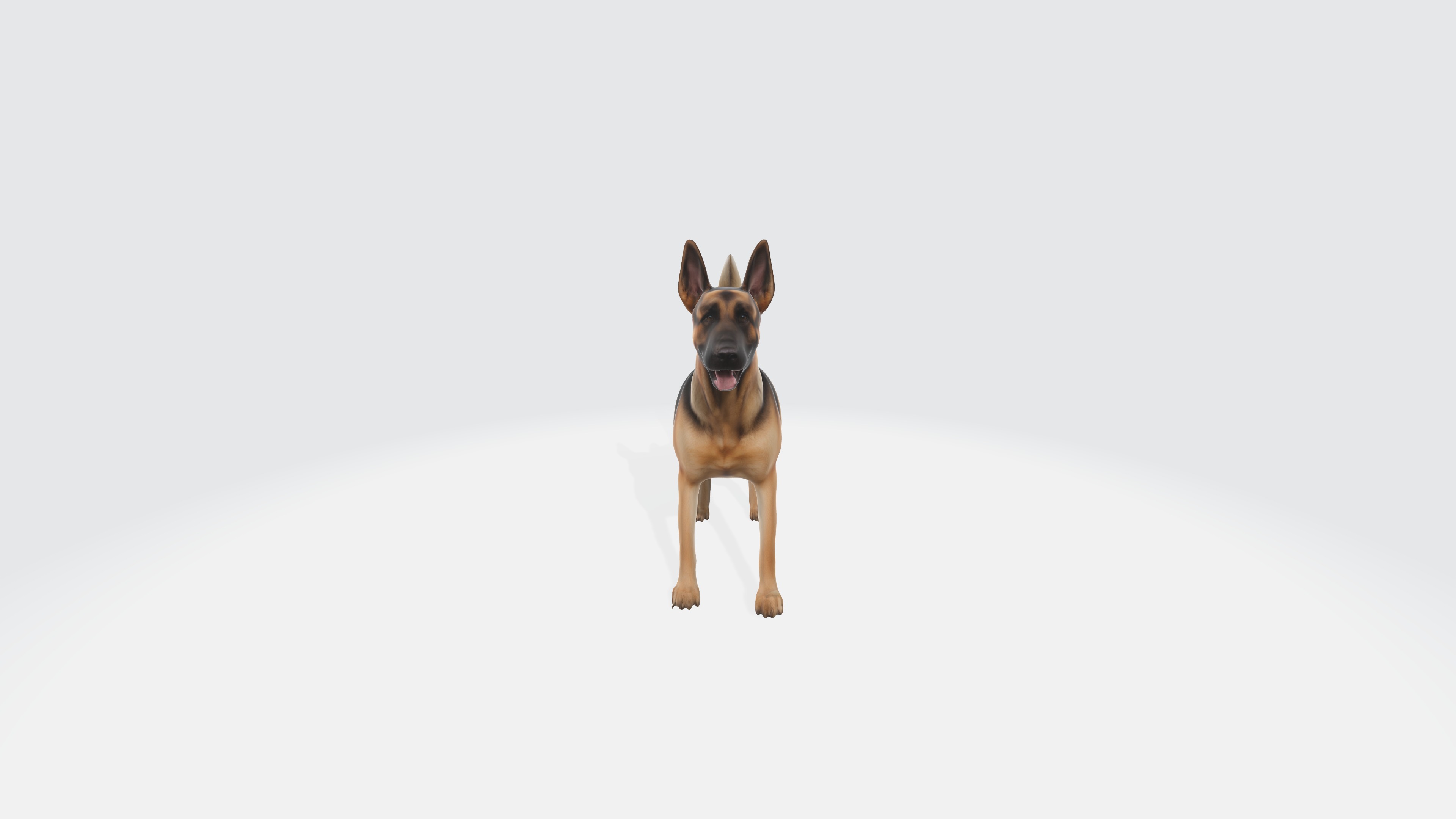 German Shepherd Model Rigged and Animated 3D model_2