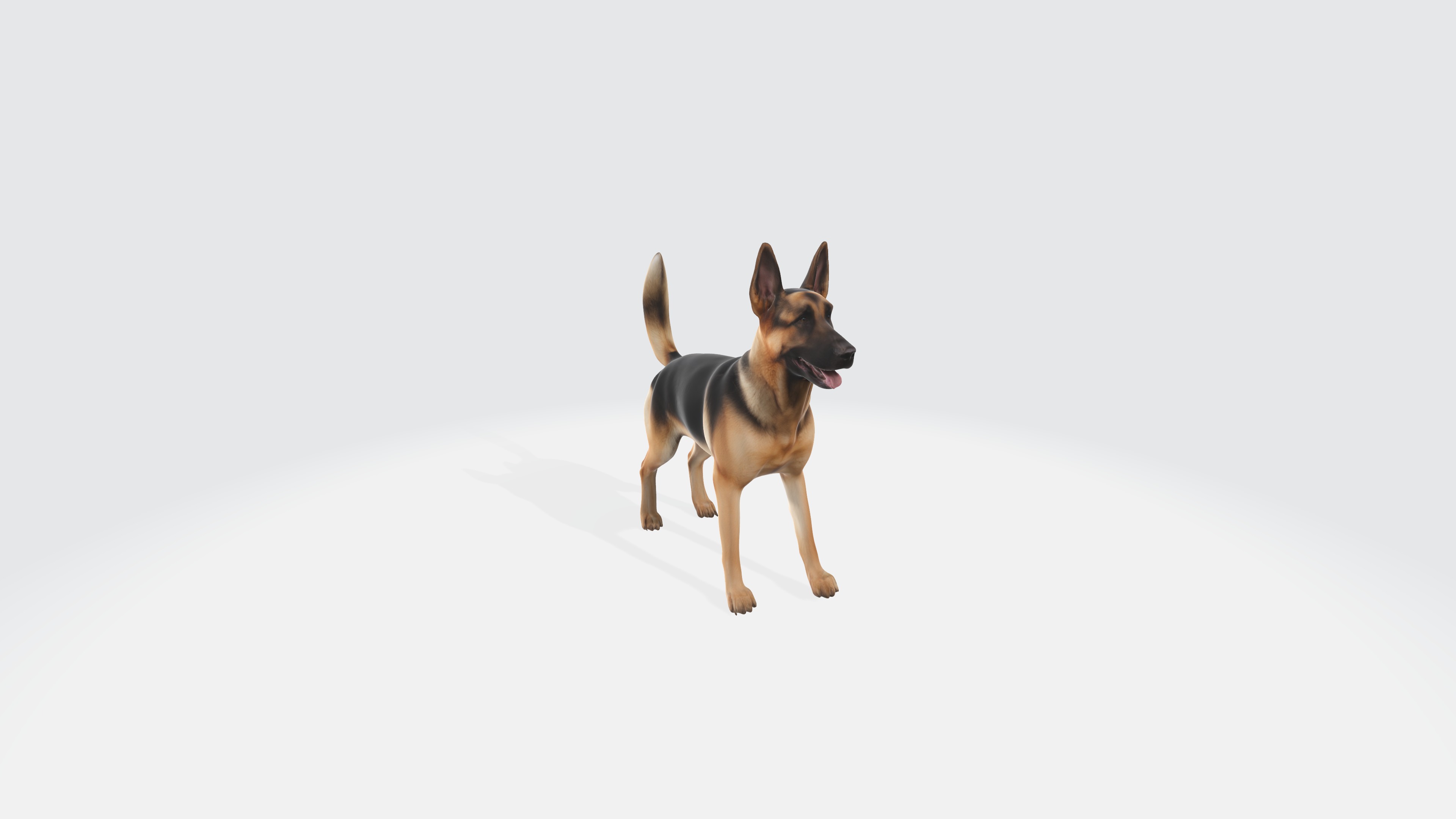 German Shepherd Model Rigged and Animated 3D model_5