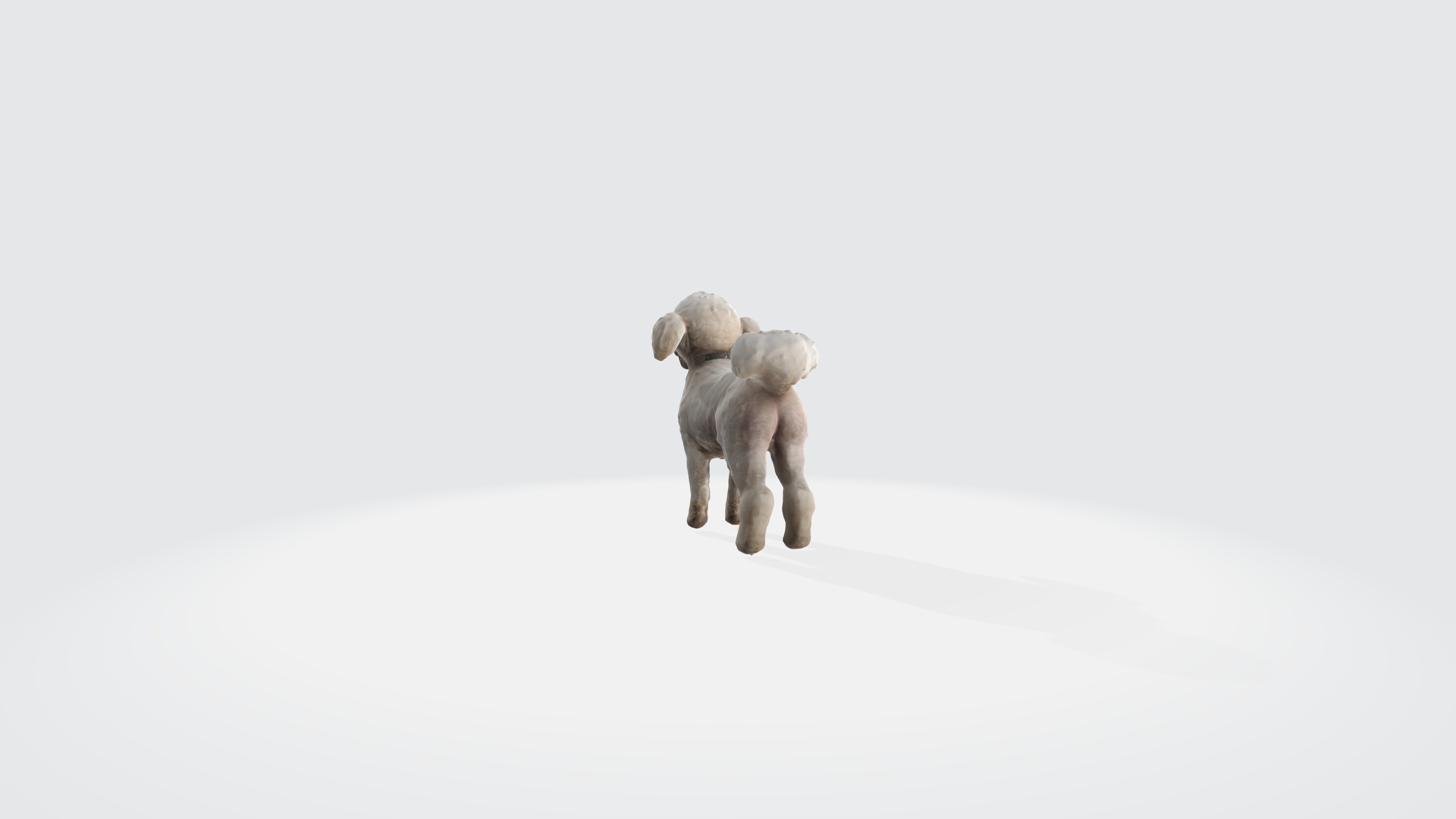 Poodle Dog Animated and Rigged 3D model_4