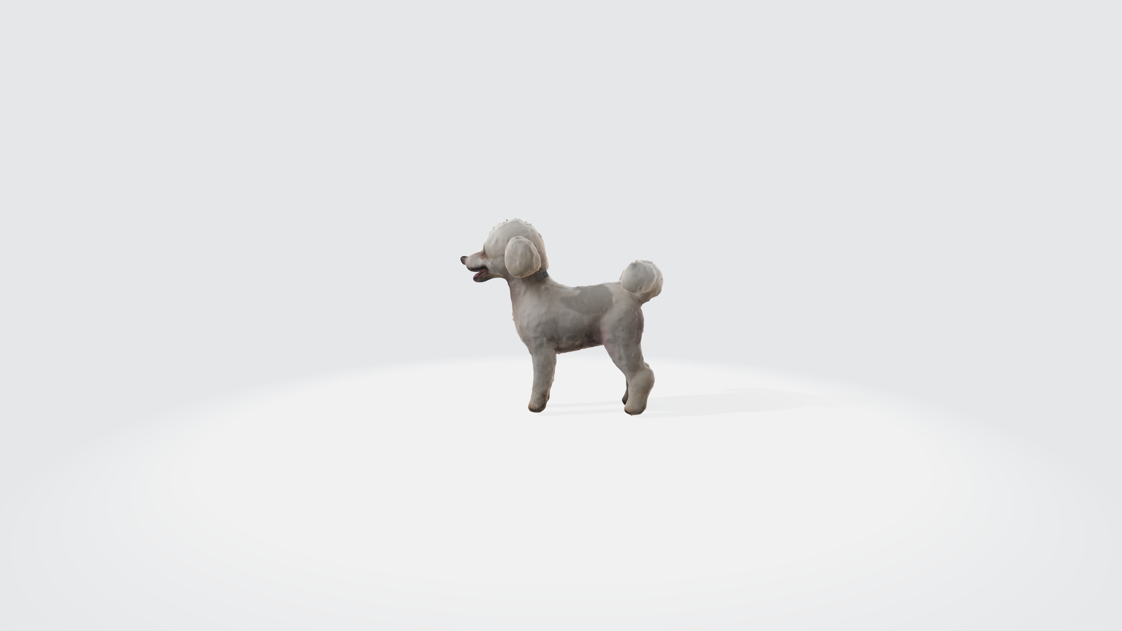 Poodle Dog Animated and Rigged 3D model_5