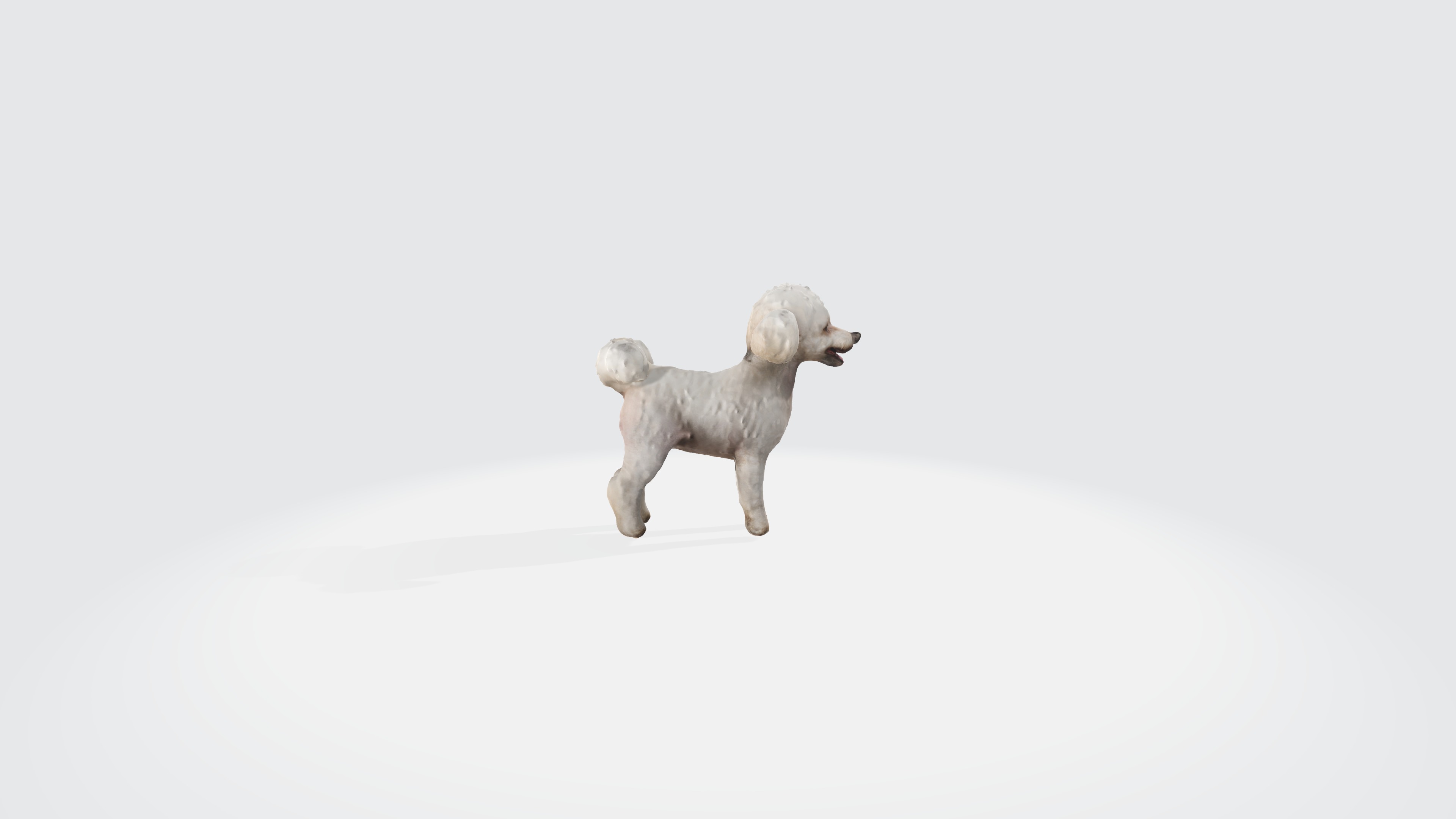Poodle Dog Animated and Rigged 3D model_3