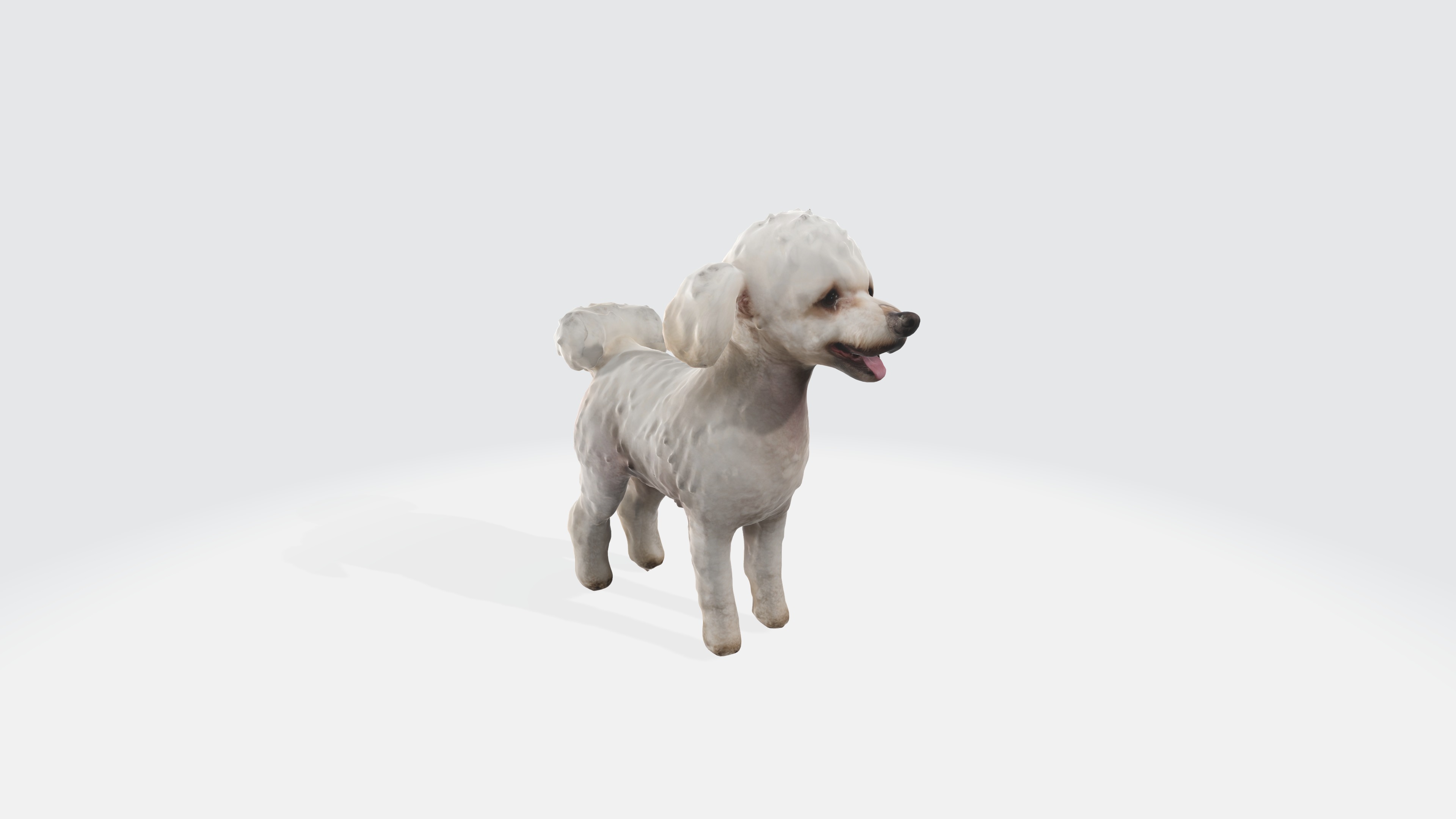 Poodle Dog Animated and Rigged 3D model_6