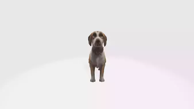 Realistic Dog Animated and Rigged 3D model