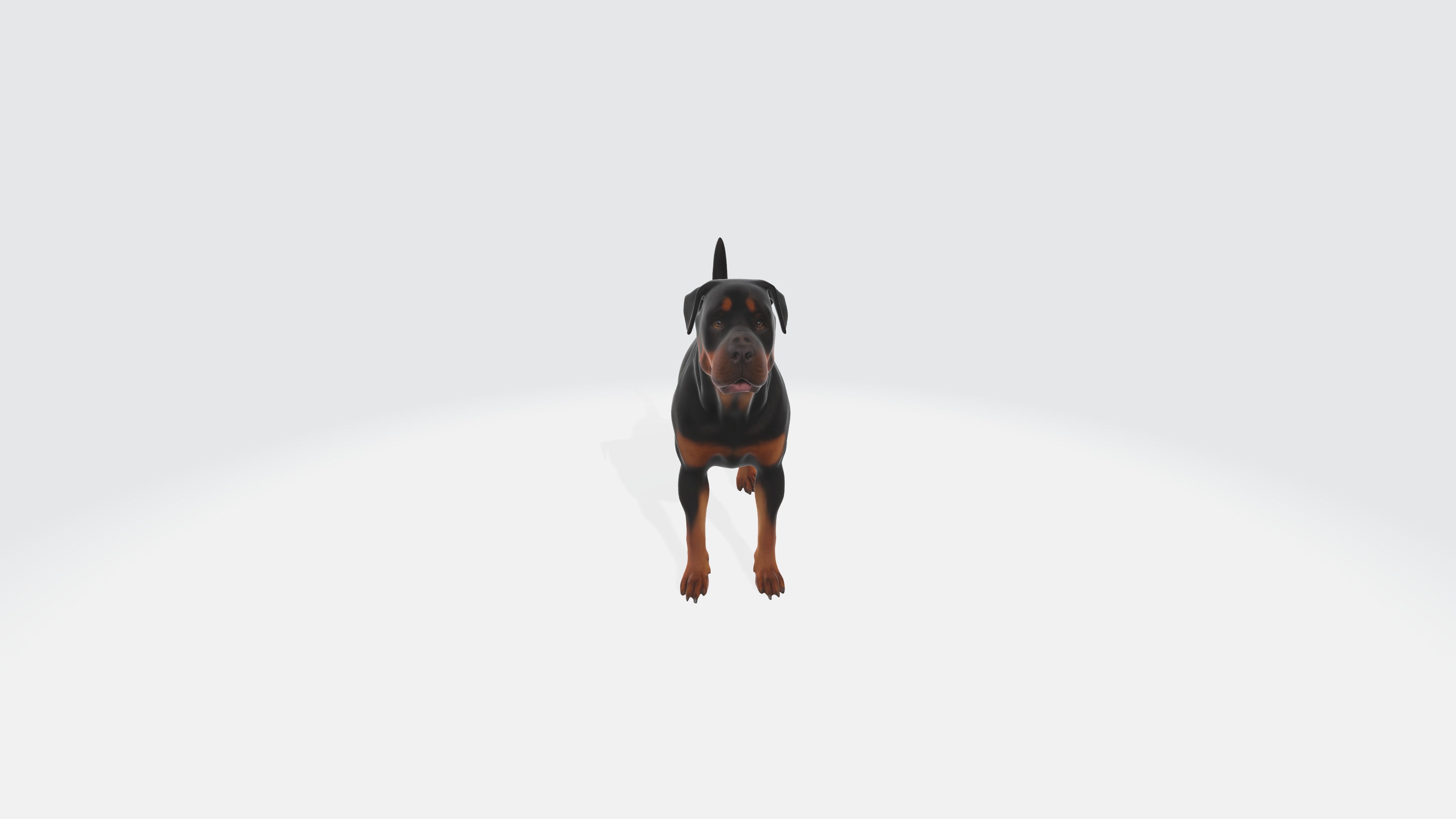 Realistic Rottweiler Dog Animated and Rigged 3D model_2