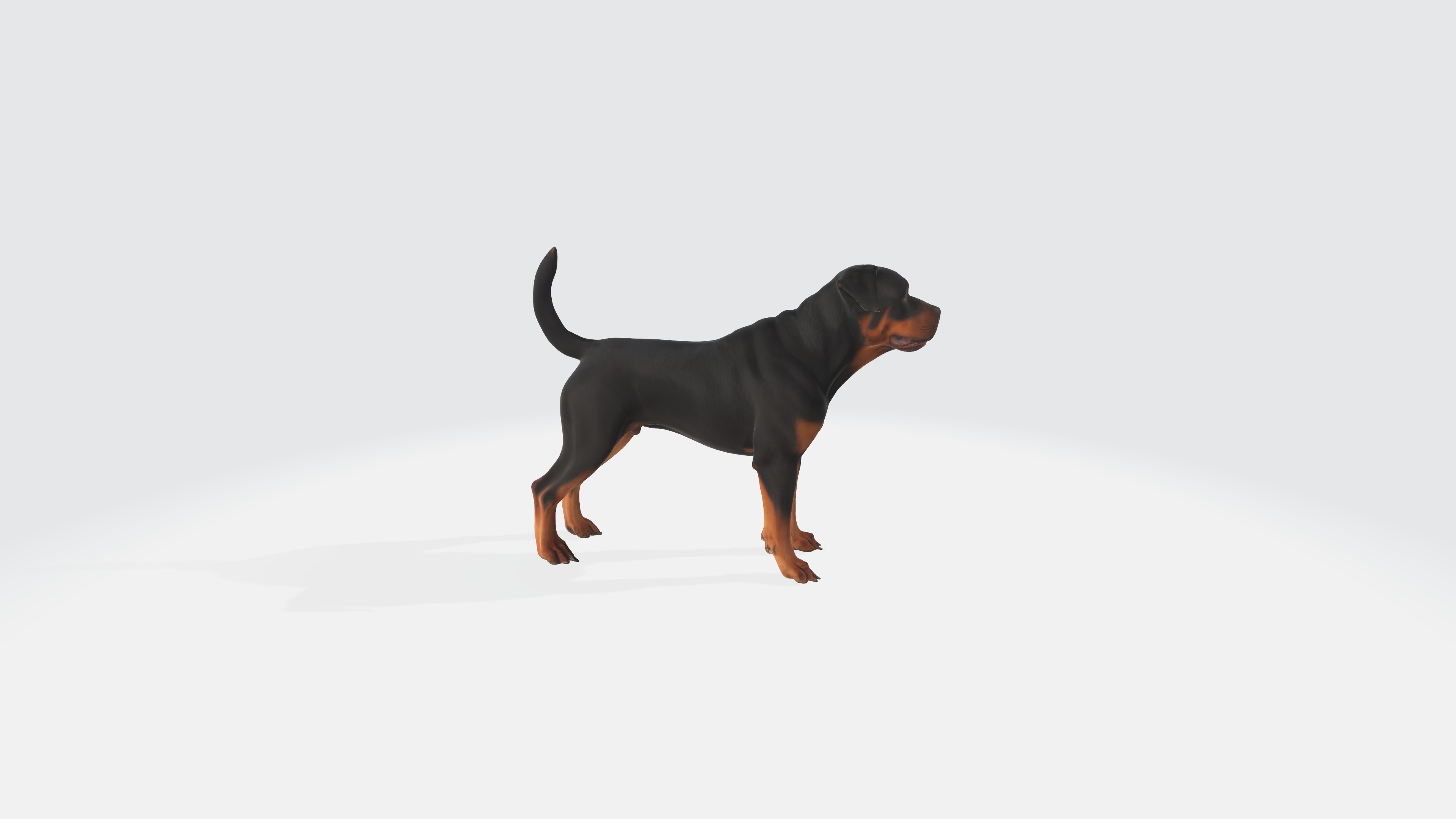 Realistic Rottweiler Dog Animated and Rigged 3D model_3