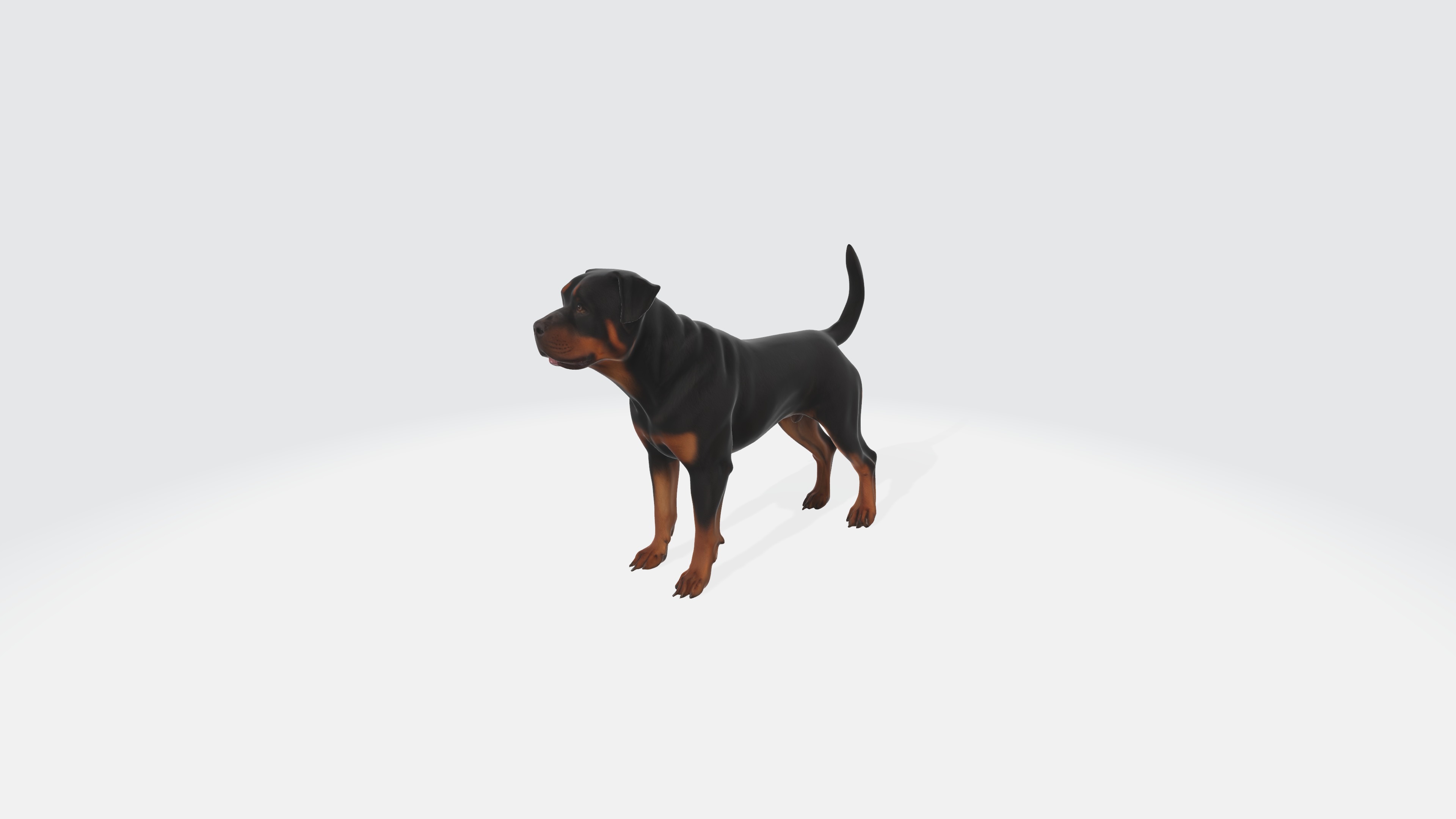 Realistic Rottweiler Dog Animated and Rigged 3D model_5