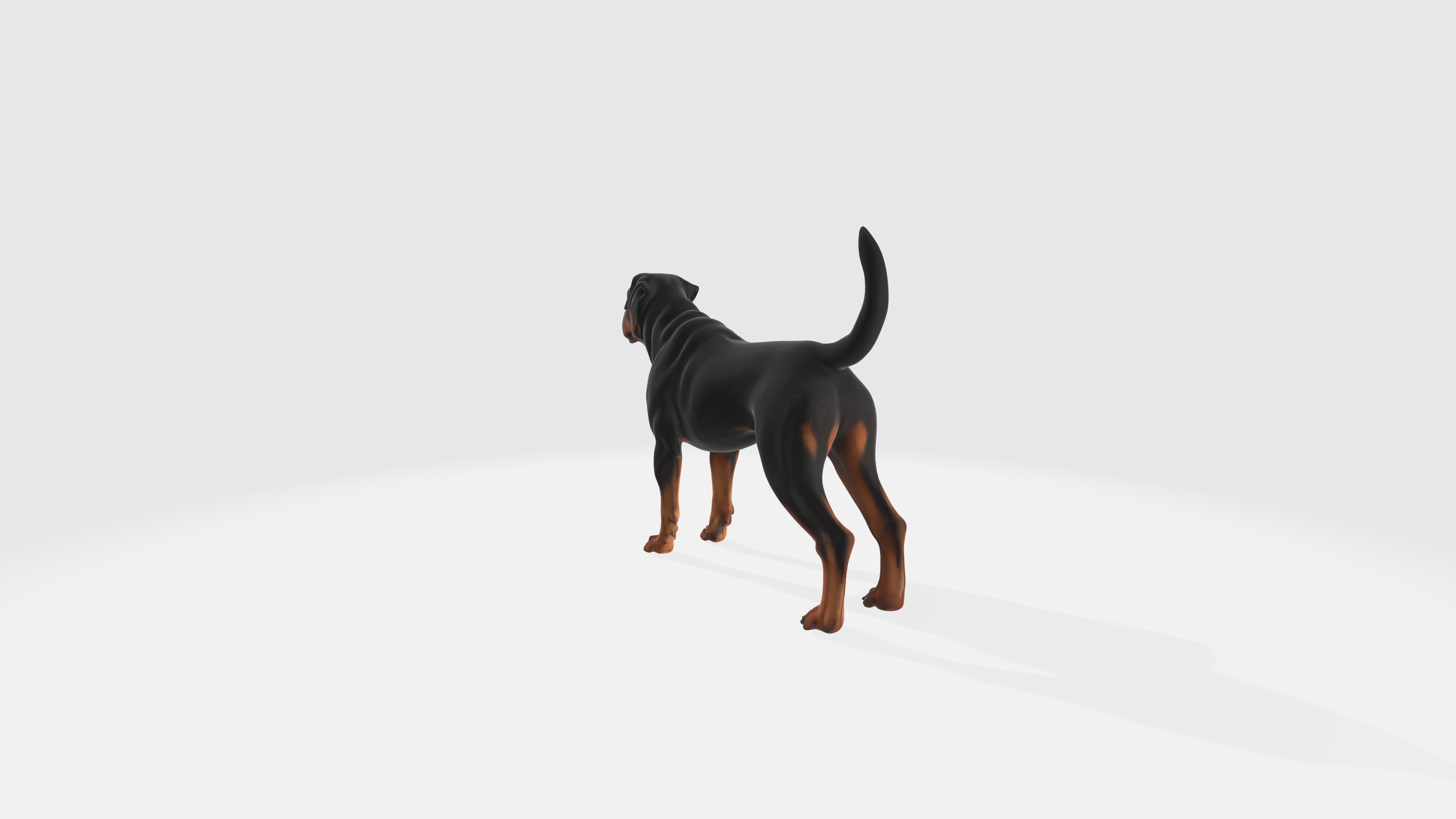 Realistic Rottweiler Dog Animated and Rigged 3D model_4