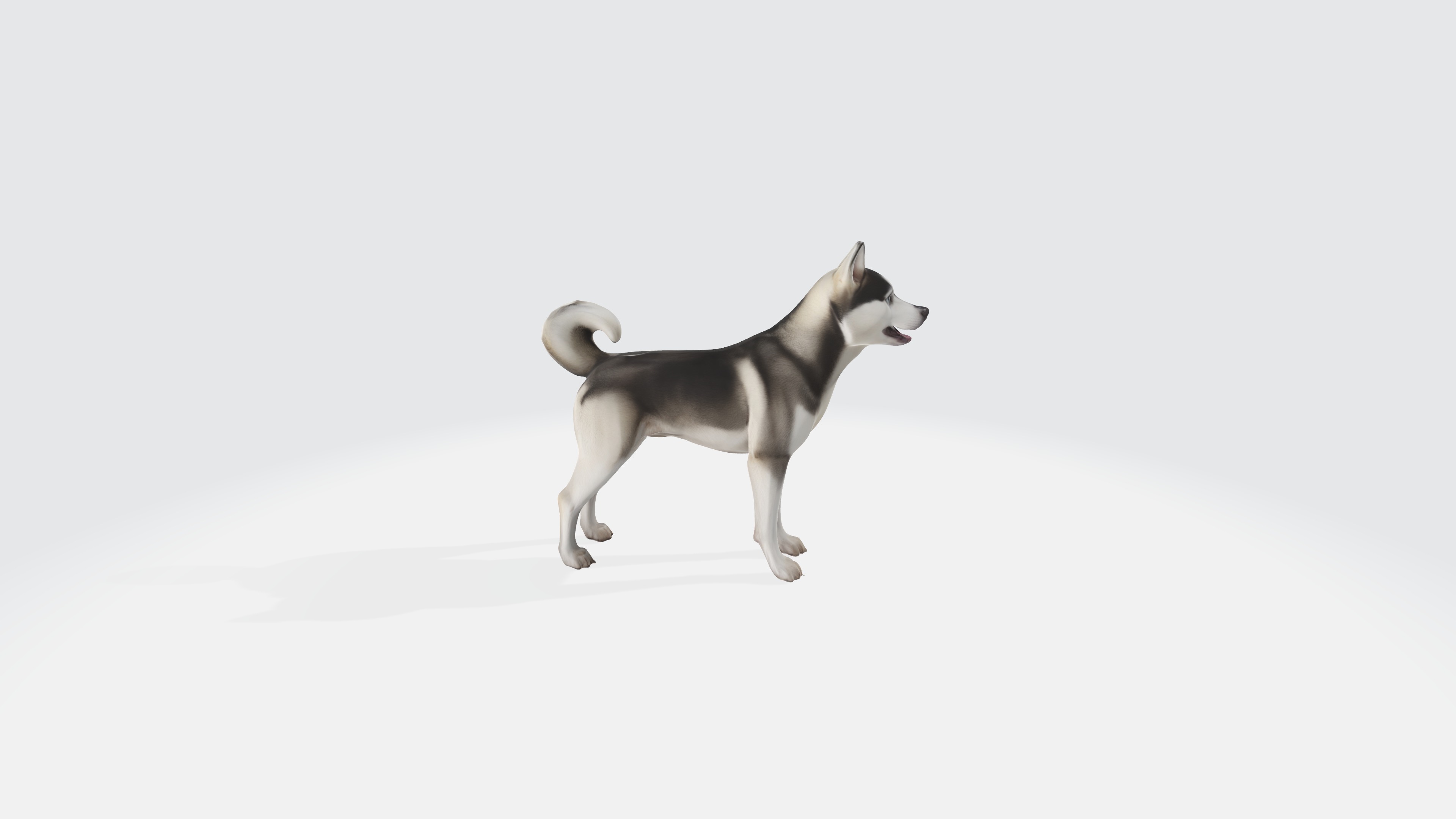 Siberian Husky Dog Model Animated and Rigged 3D model_3