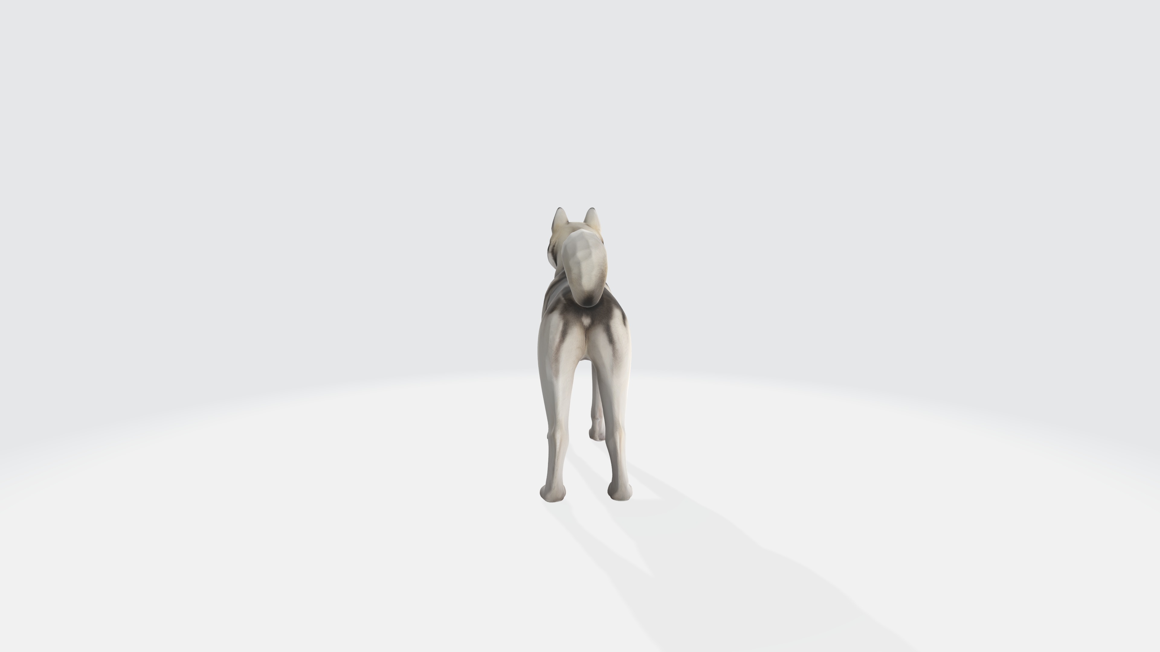 Siberian Husky Dog Model Animated and Rigged 3D model_4