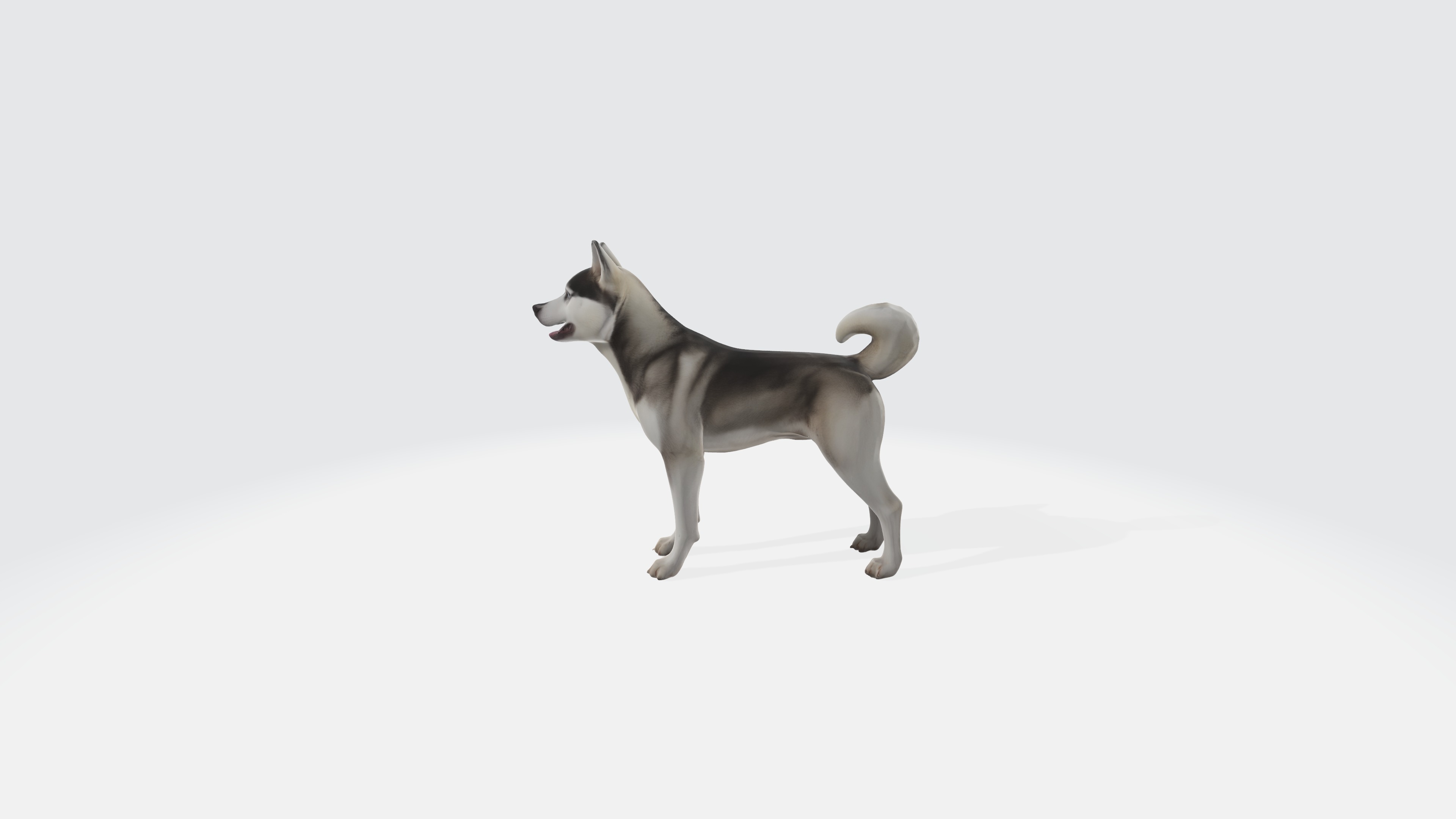 Siberian Husky Dog Model Animated and Rigged 3D model_5