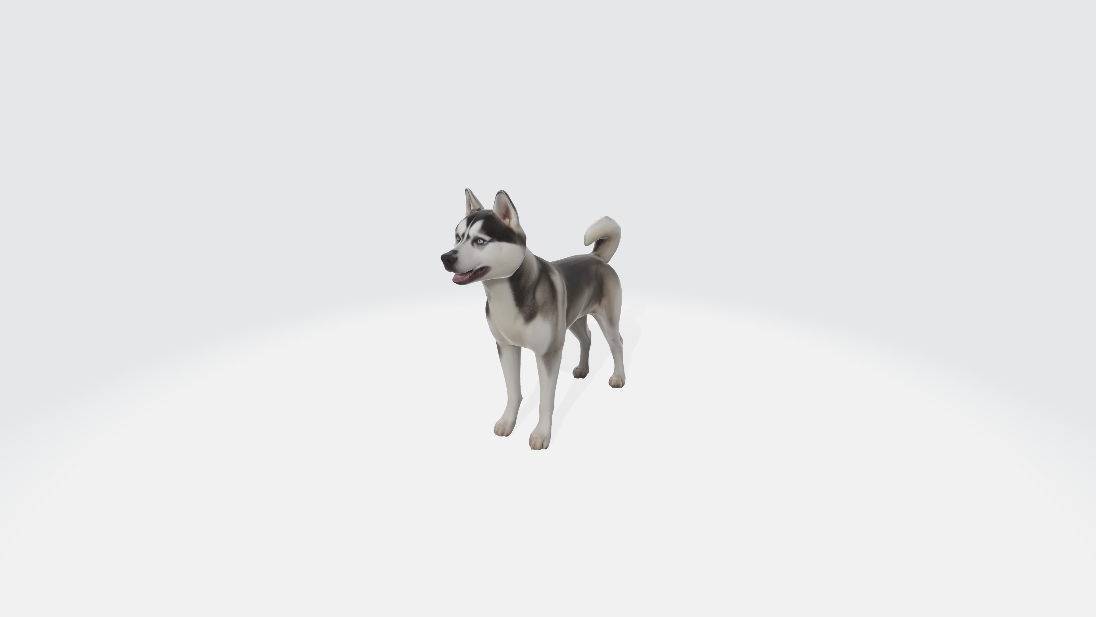 Siberian Husky Dog Model Animated and Rigged 3D model_6