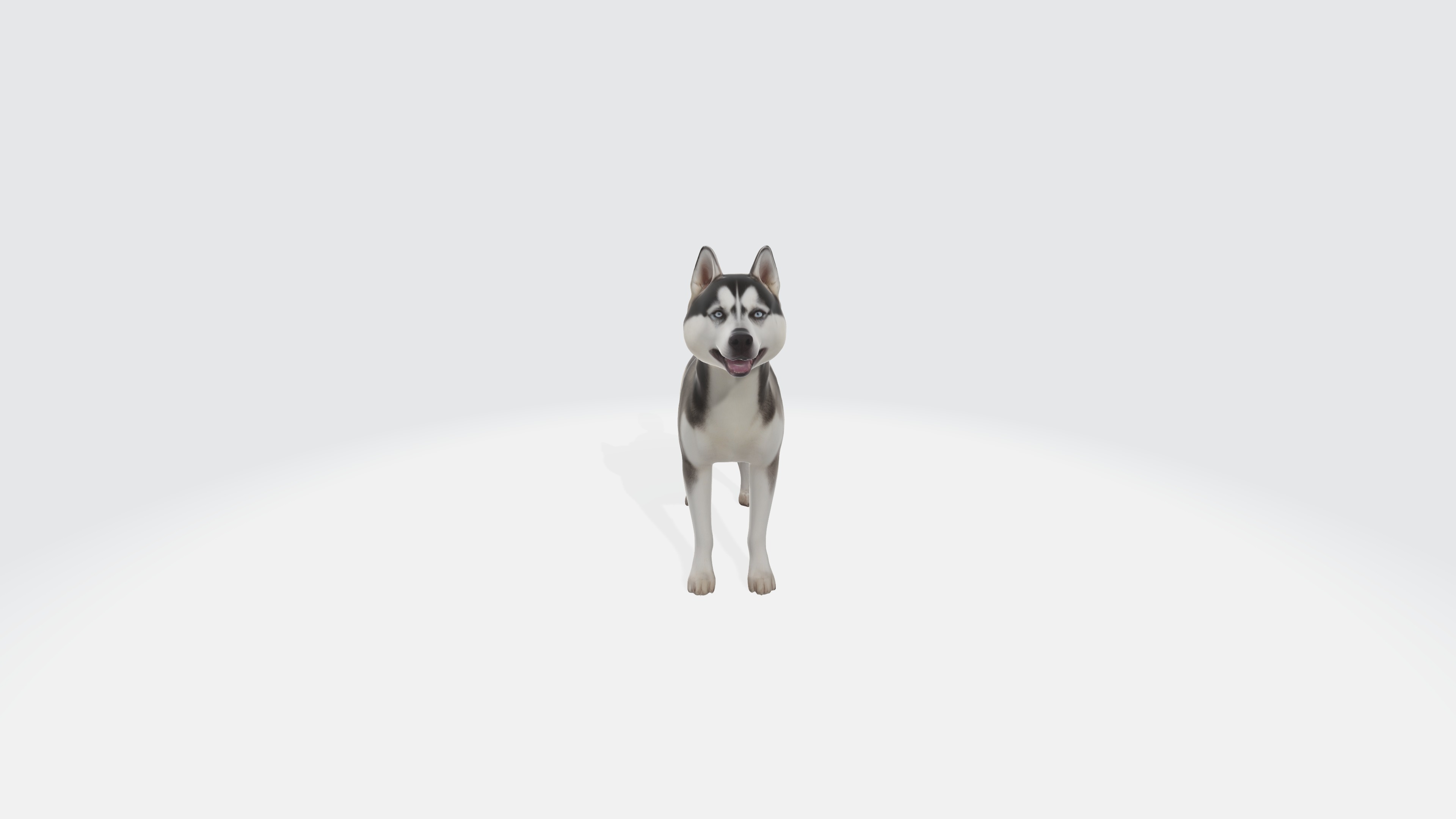 Siberian Husky Dog Model Animated and Rigged 3D model_2