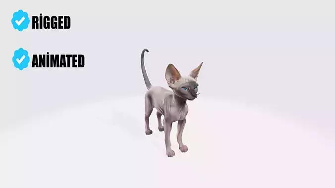 Sphynx Cat Model Animated and Rigged