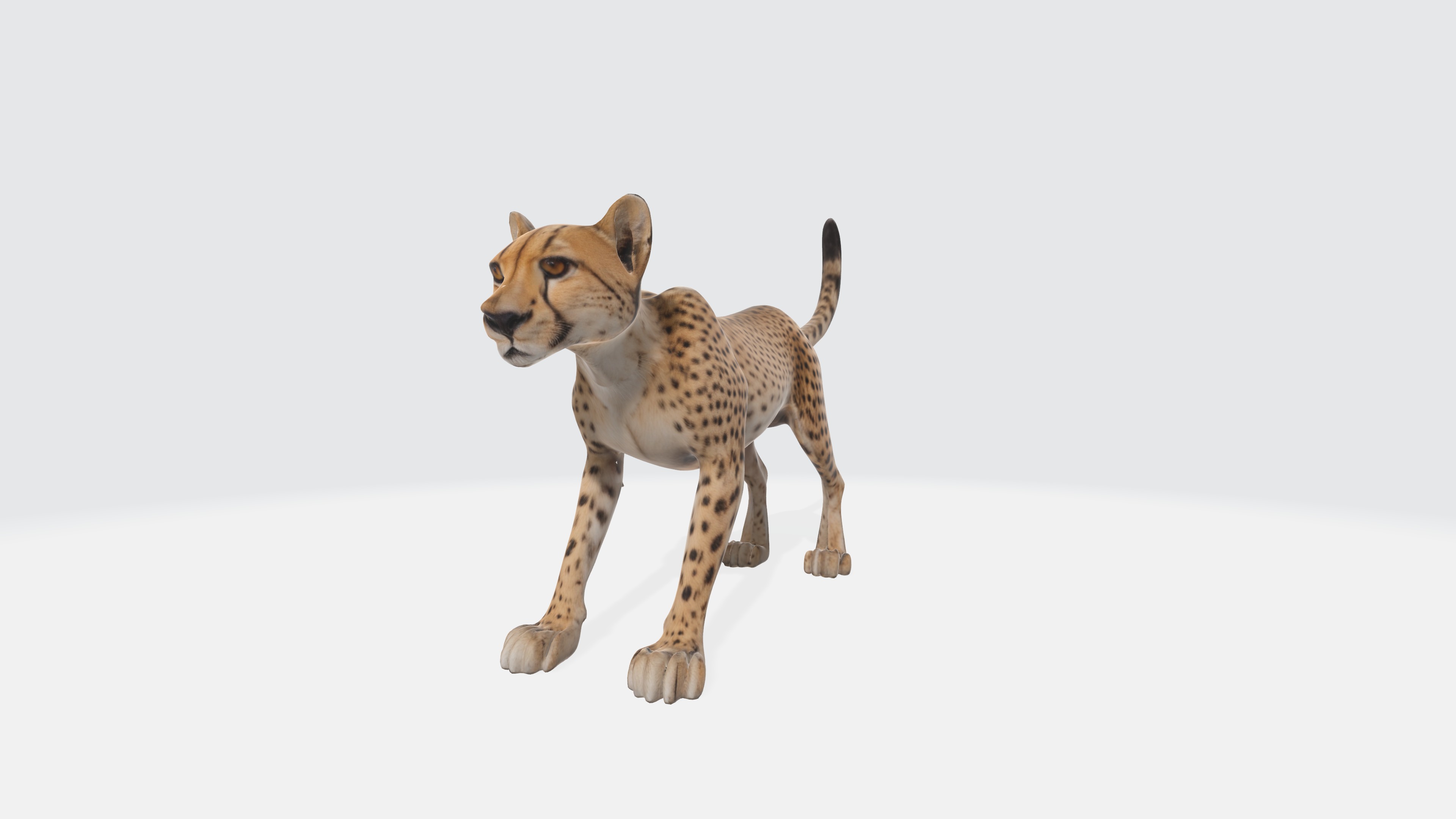 Cheetah Model - Fully Animated and Rigged 3D model_4