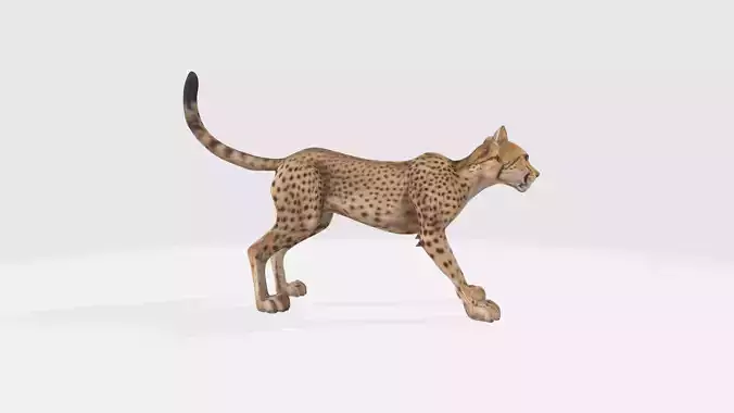 Cheetah Model - Fully Animated and Rigged 3D model