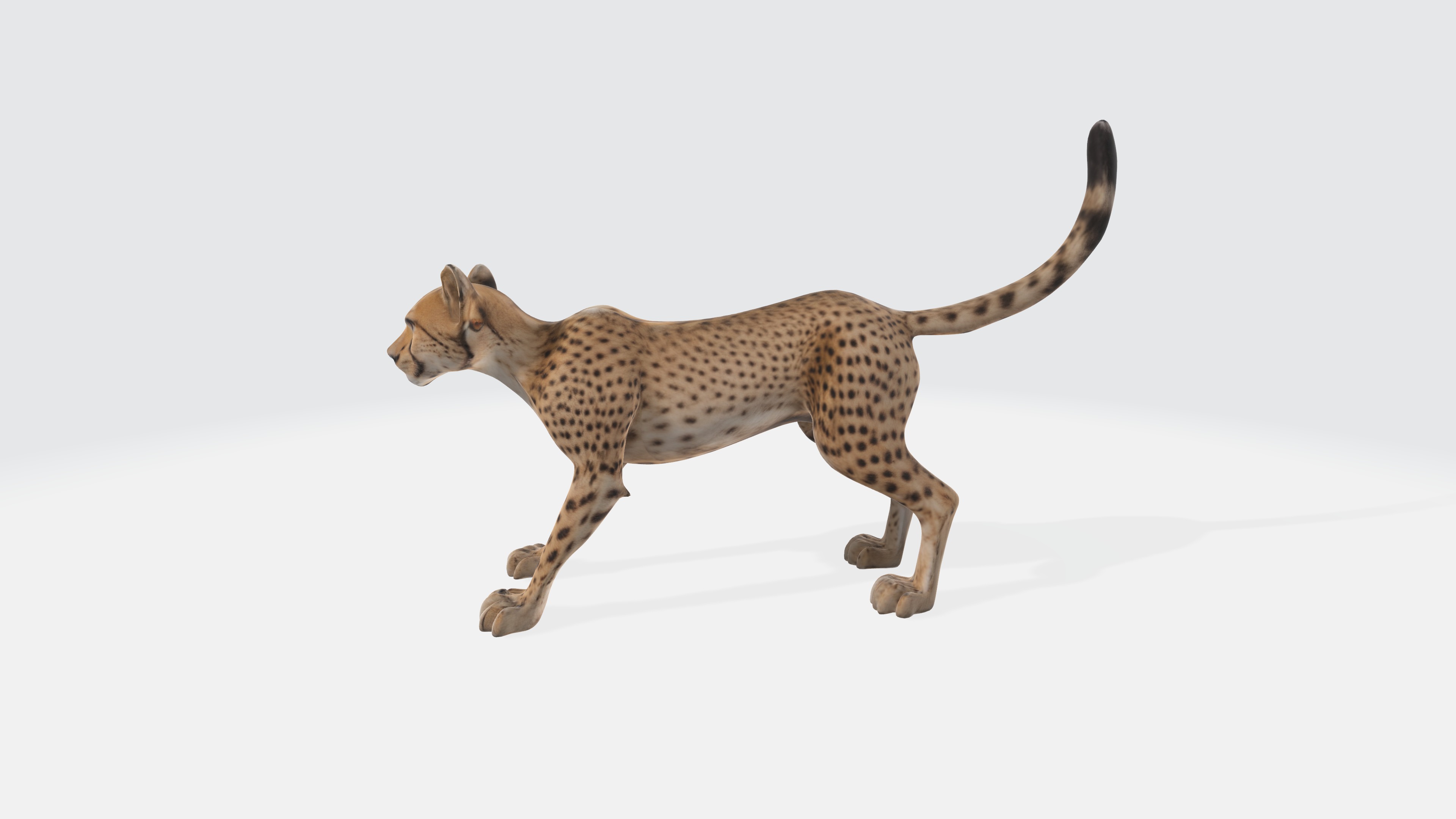 Cheetah Model - Fully Animated and Rigged 3D model_3
