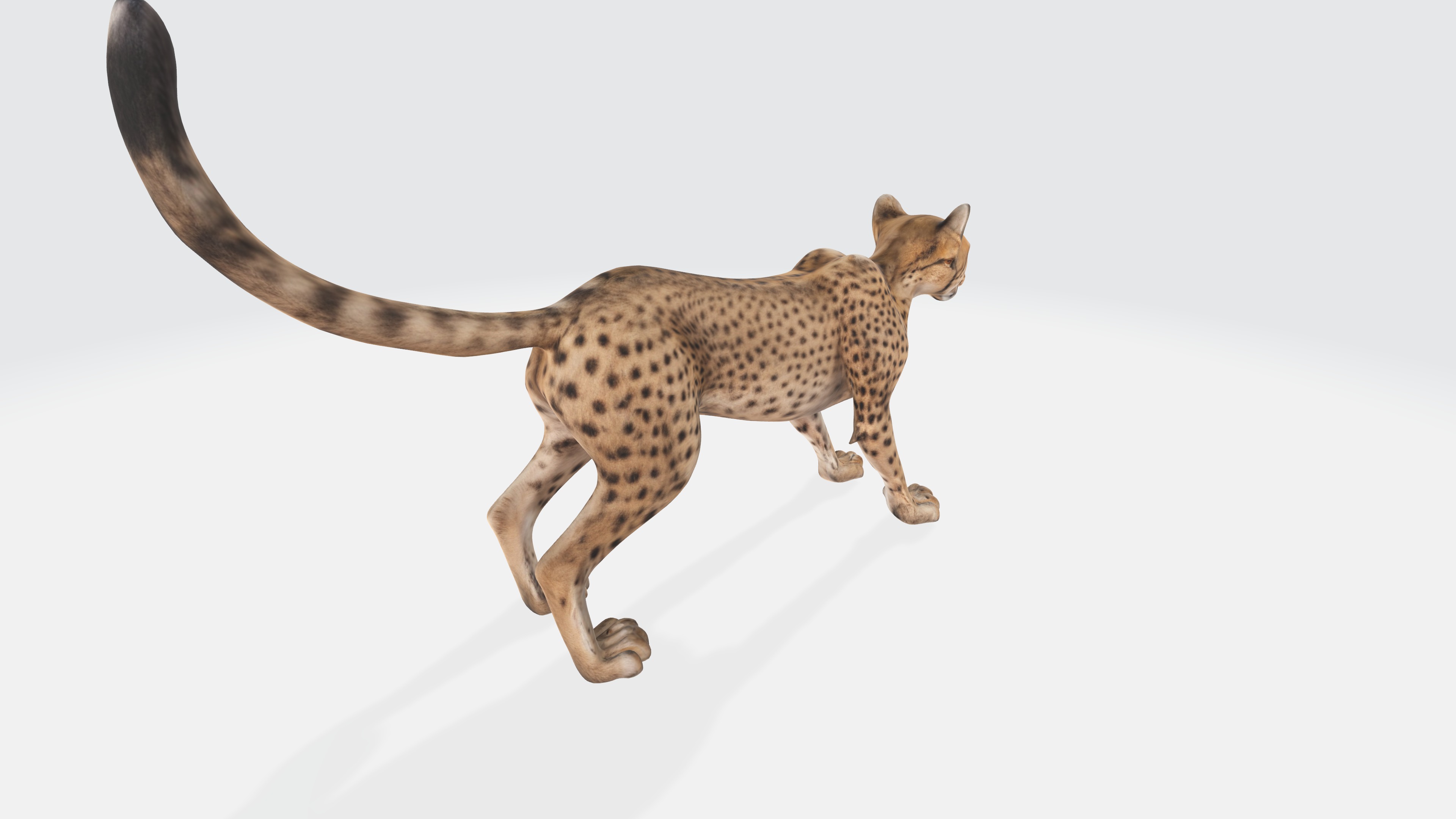 Cheetah Model - Fully Animated and Rigged 3D model_6