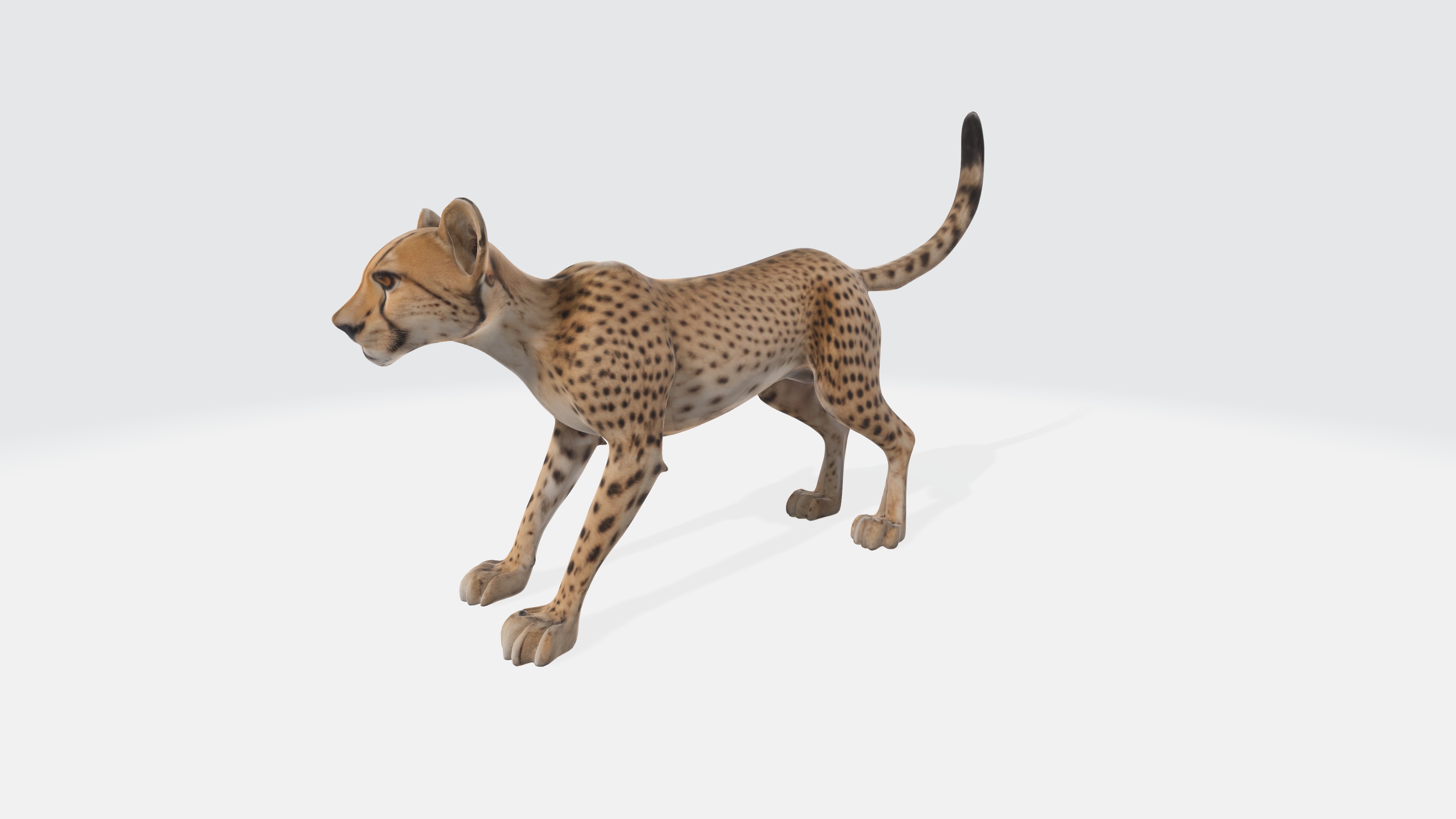 Cheetah Model - Fully Animated and Rigged 3D model_5