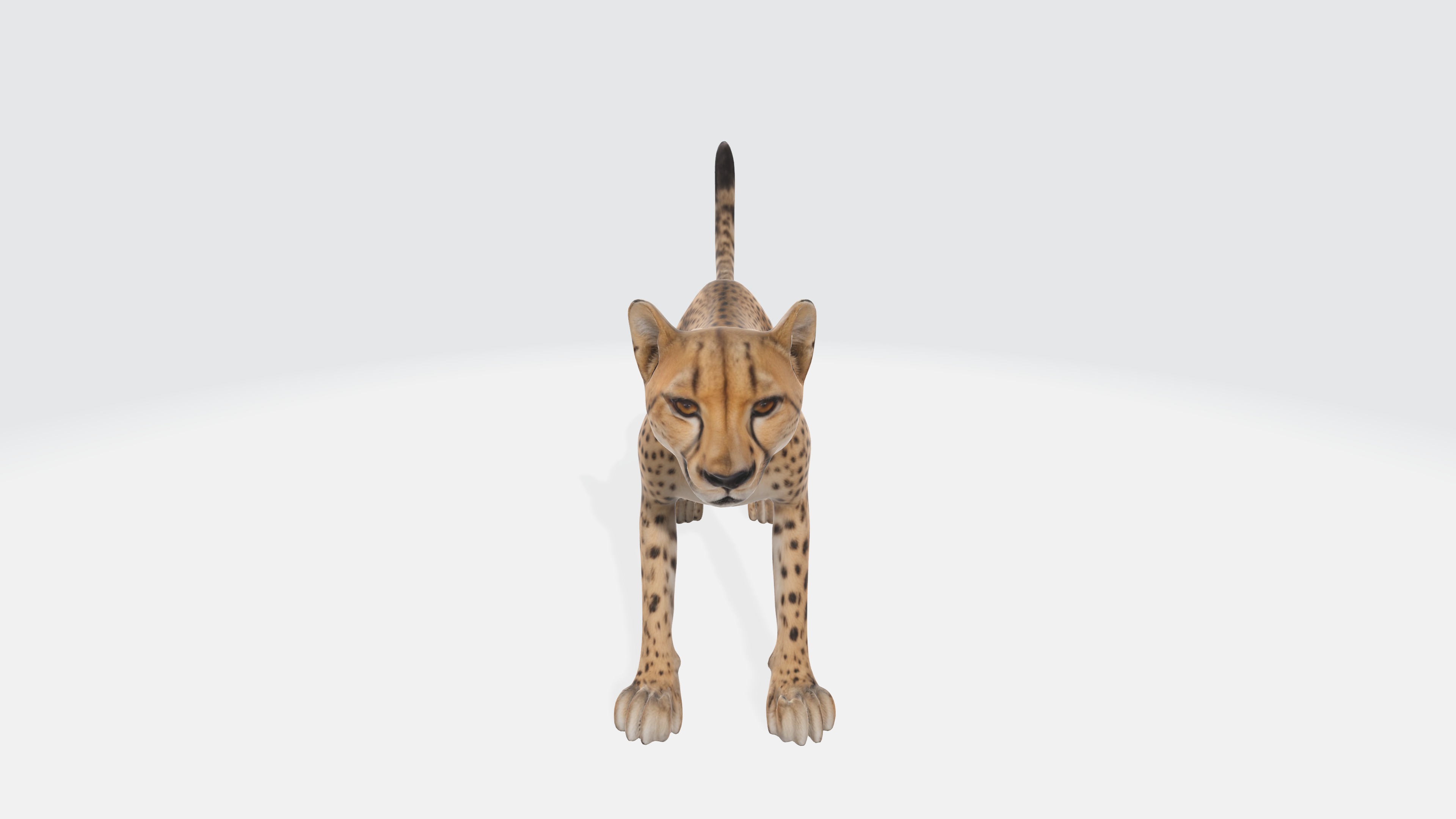Cheetah Model - Fully Animated and Rigged 3D model_2