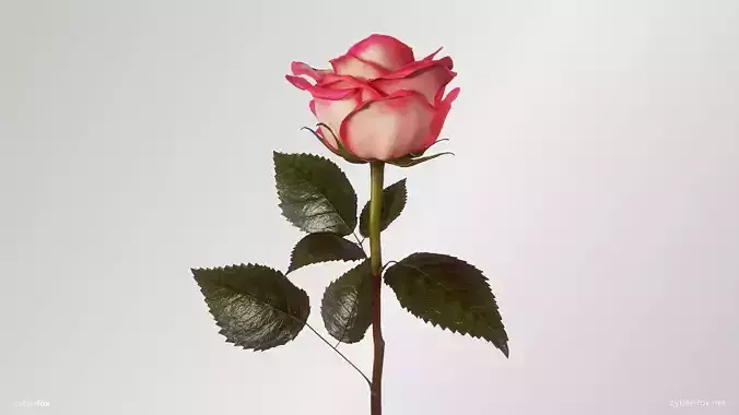 Single Pink Rose 3D model