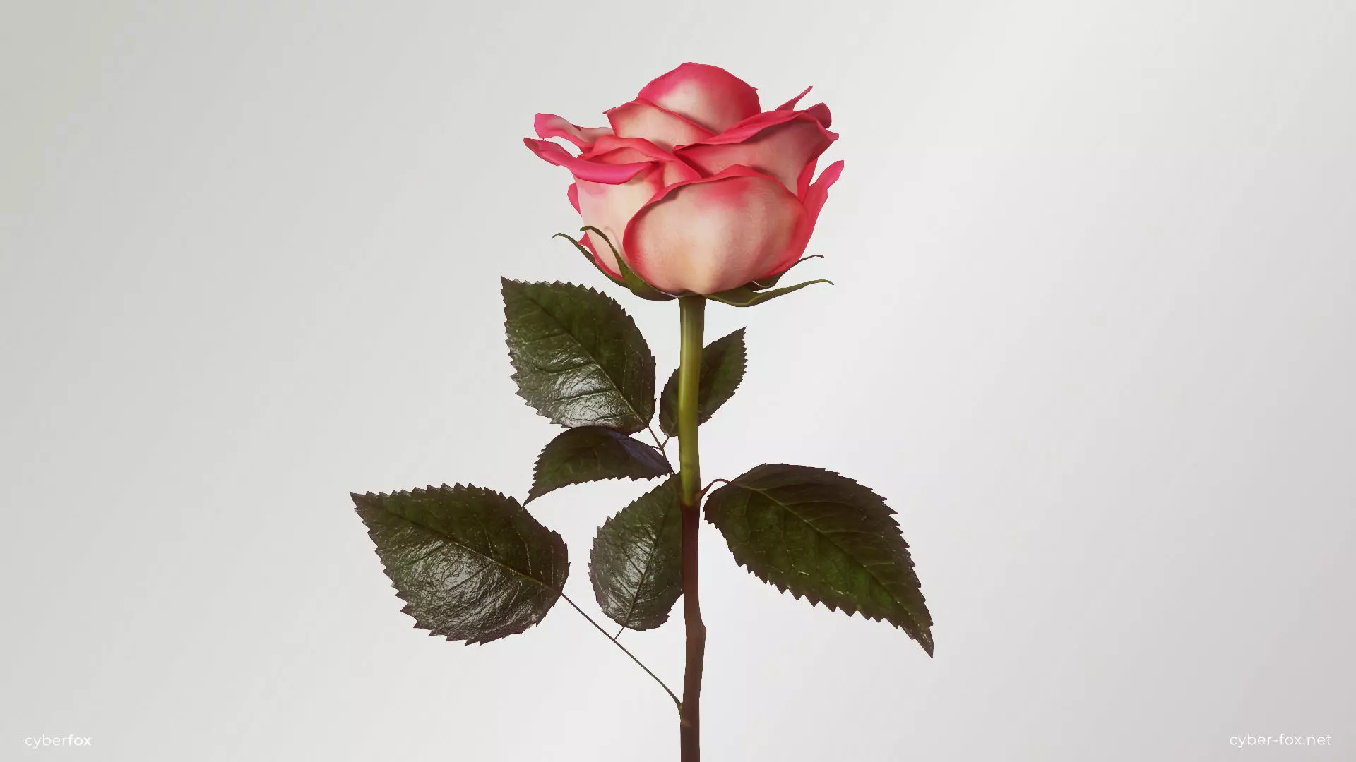 Single Pink Rose 3D model_0