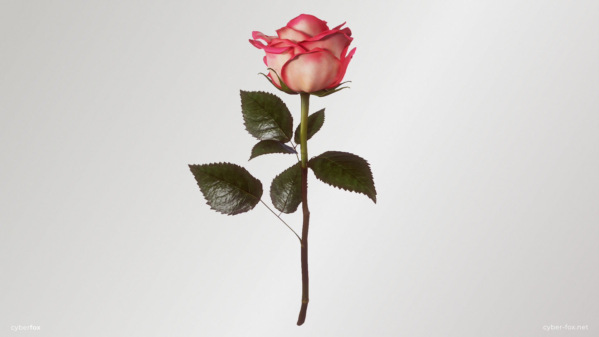 Single Pink Rose 3D model_1