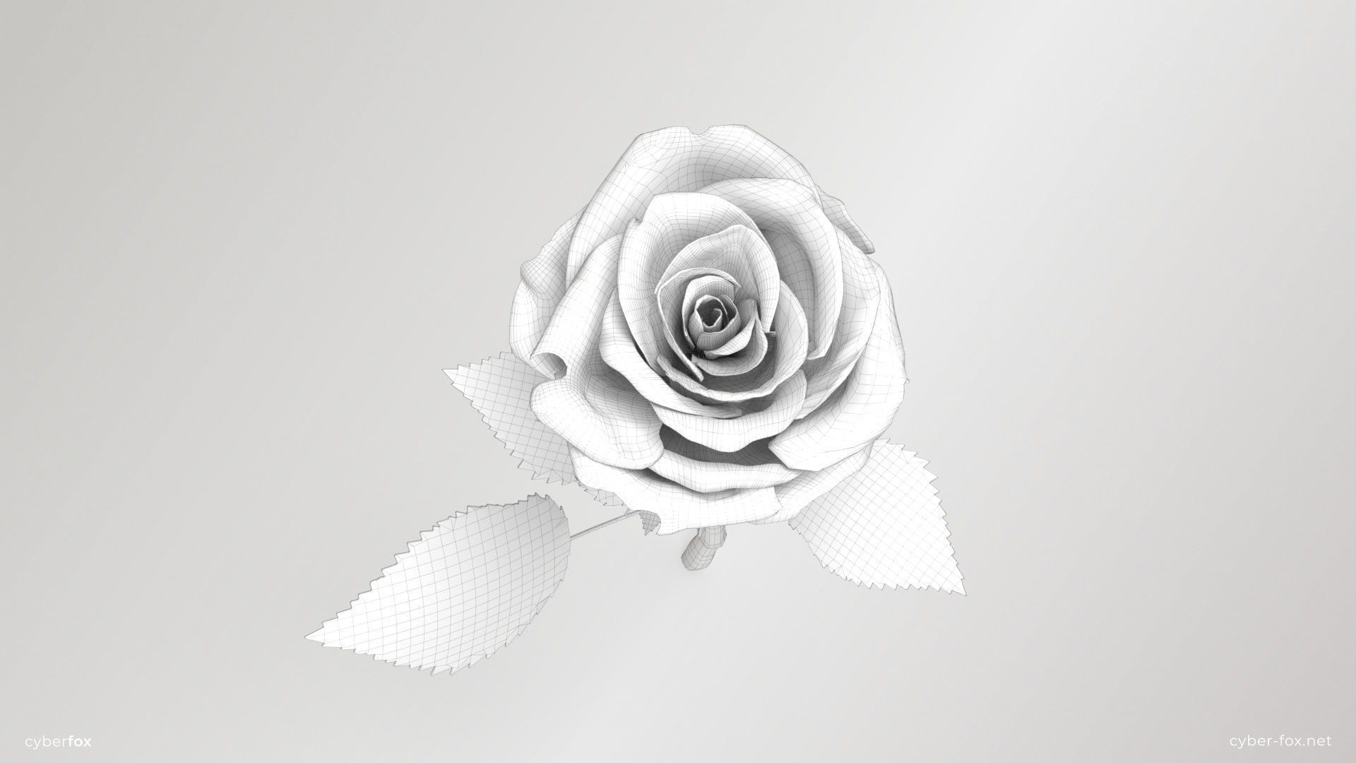 Single Pink Rose 3D model_8