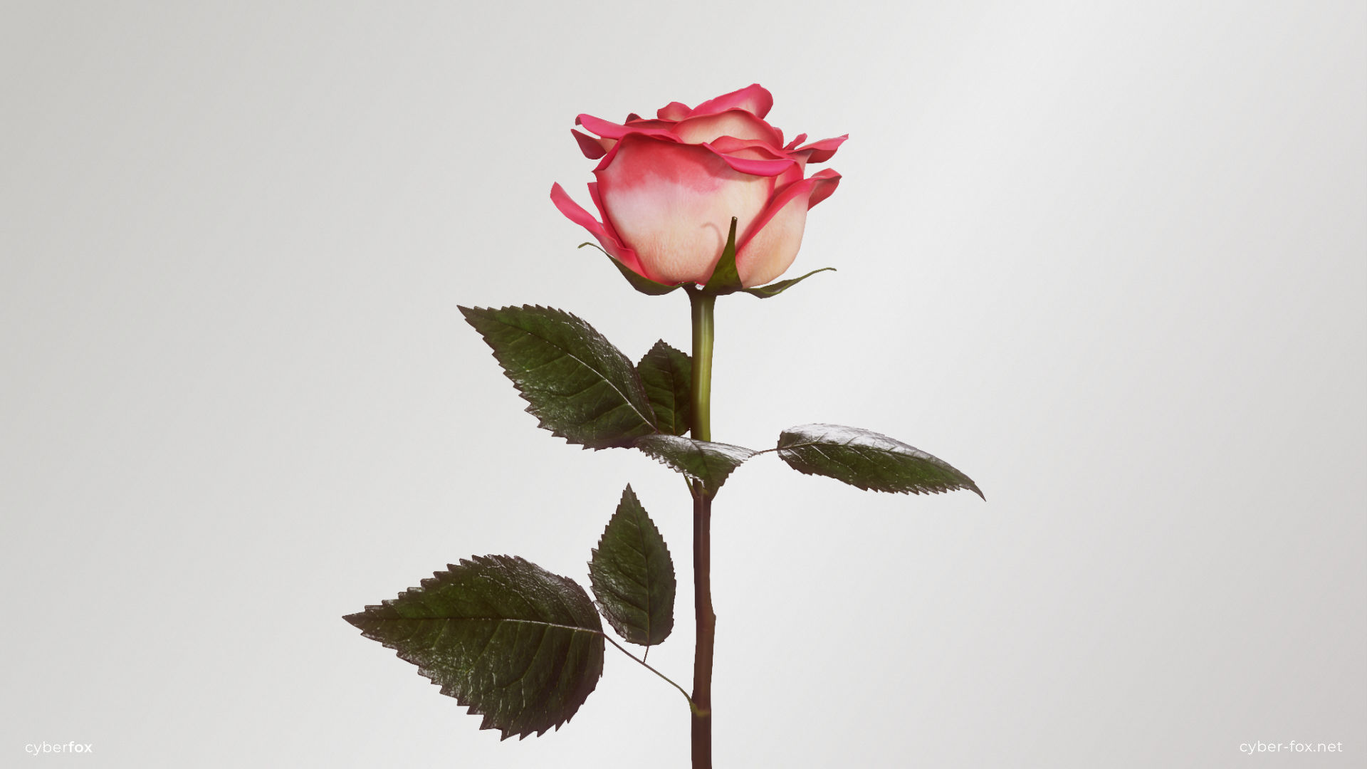 Single Pink Rose 3D model_2