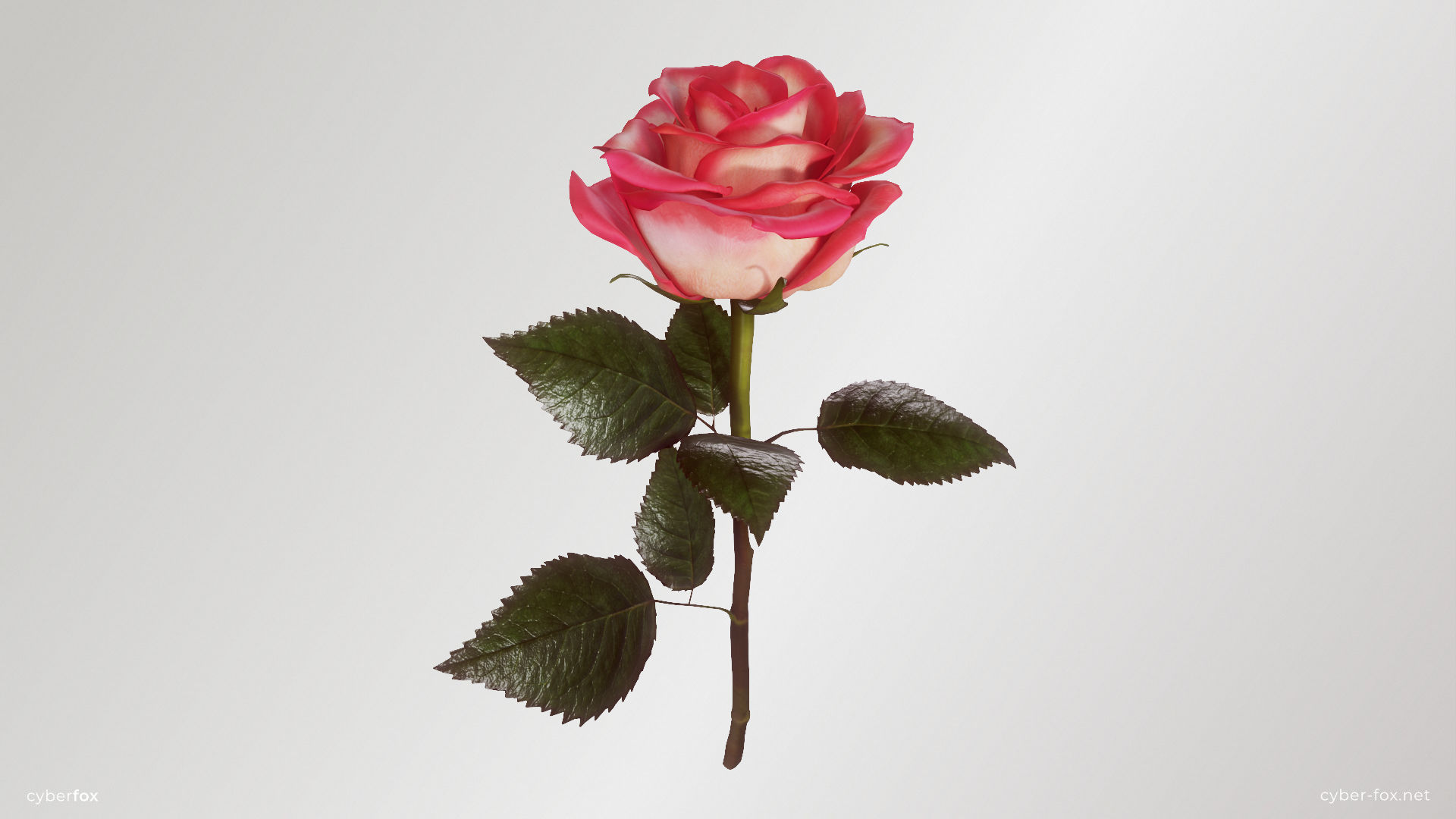Single Pink Rose 3D model_3
