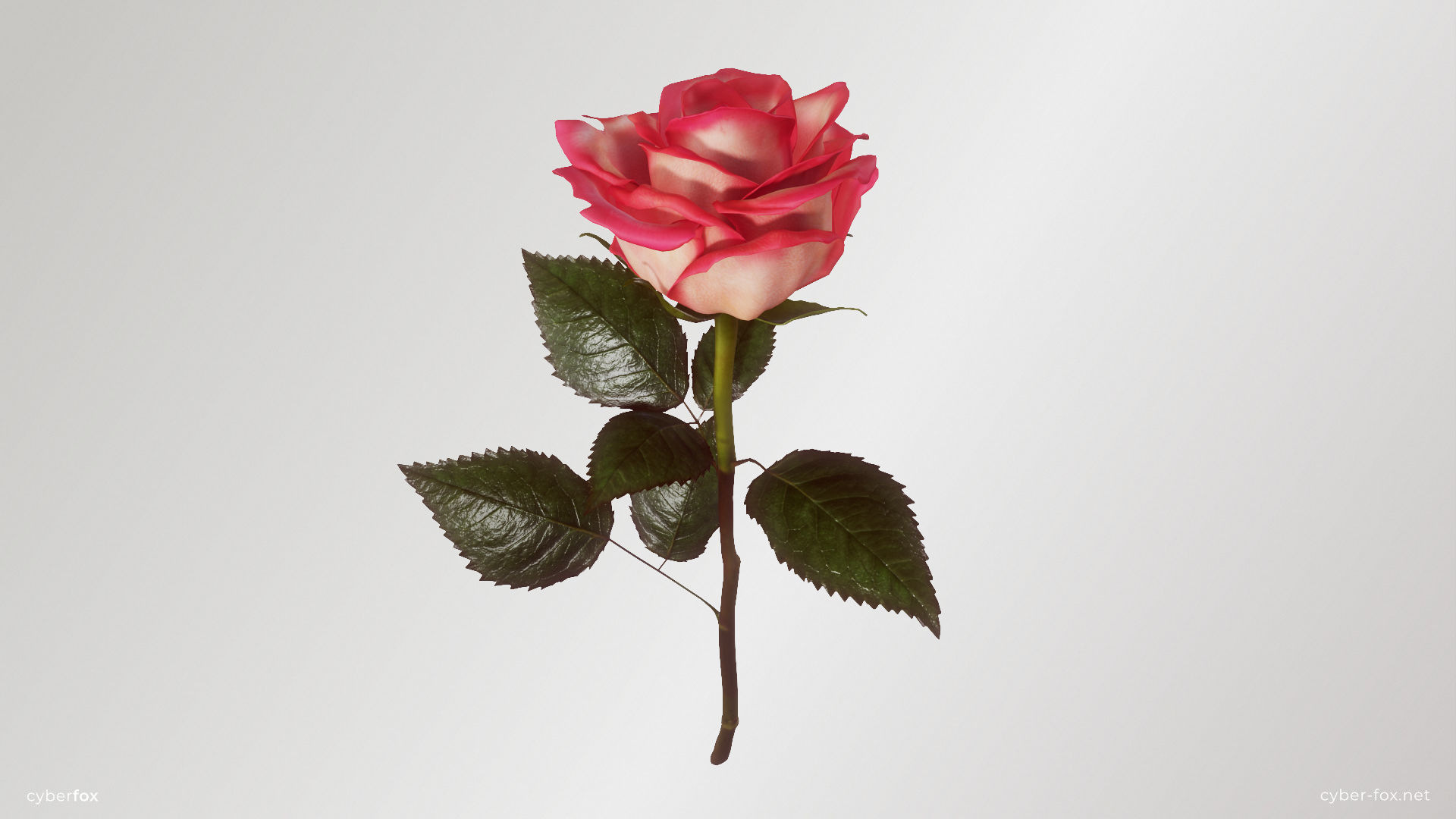 Single Pink Rose 3D model_4