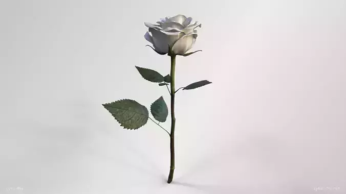 Single White Rose