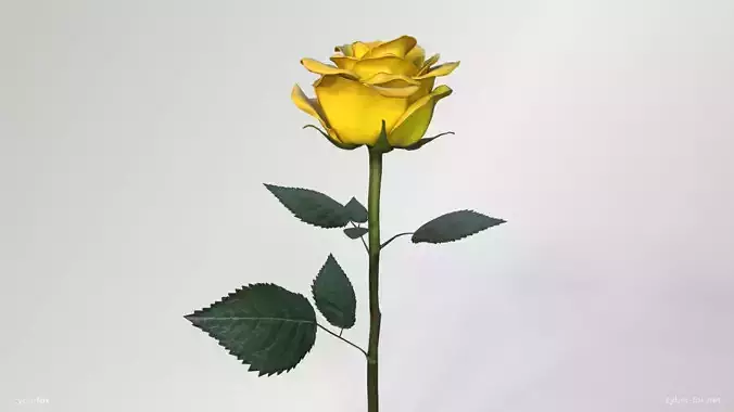 Single Yellow Rose