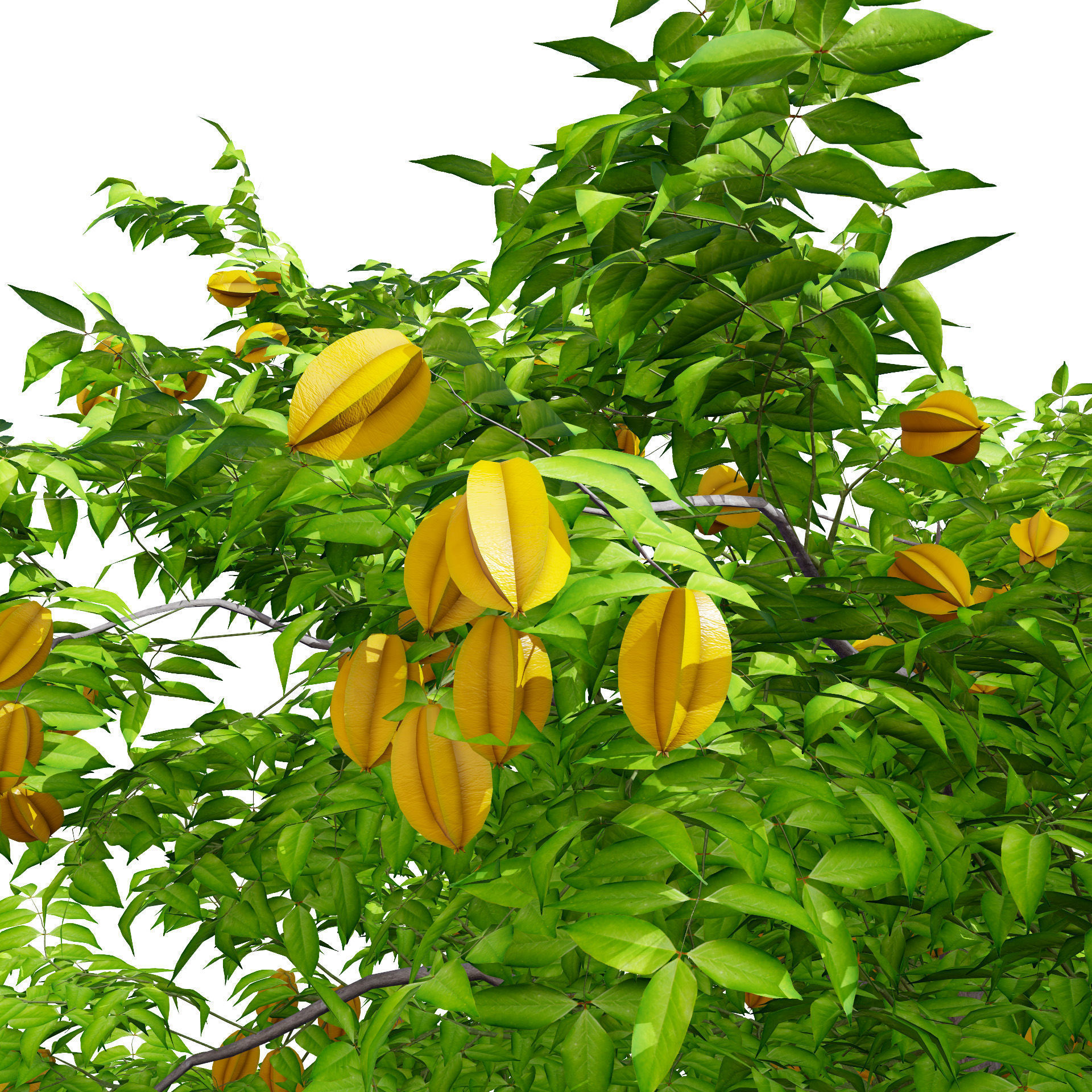 Realistic Starfruit Tree Model Low-poly 3D model_3