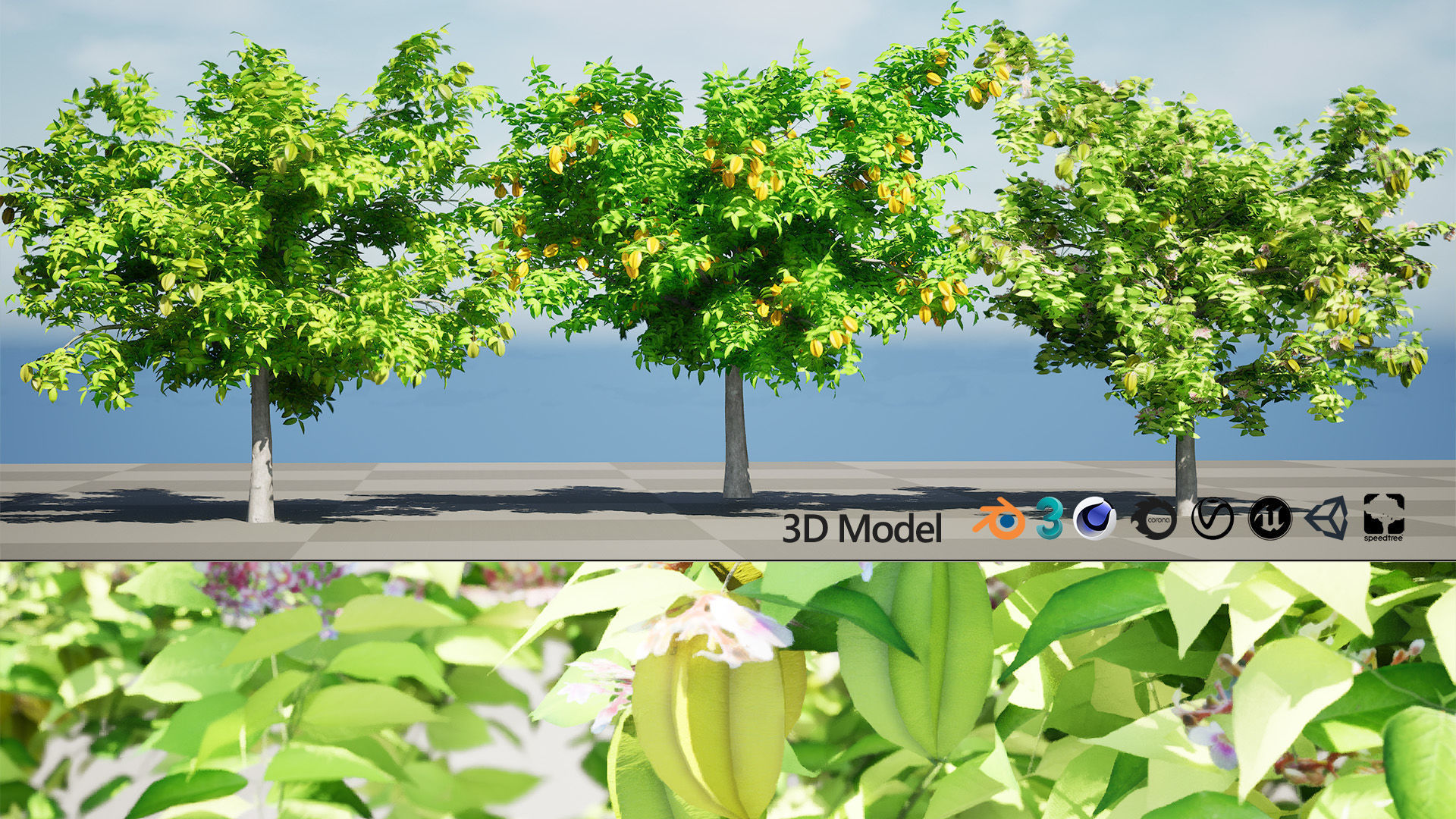 Realistic Starfruit Tree Model Low-poly 3D model_7