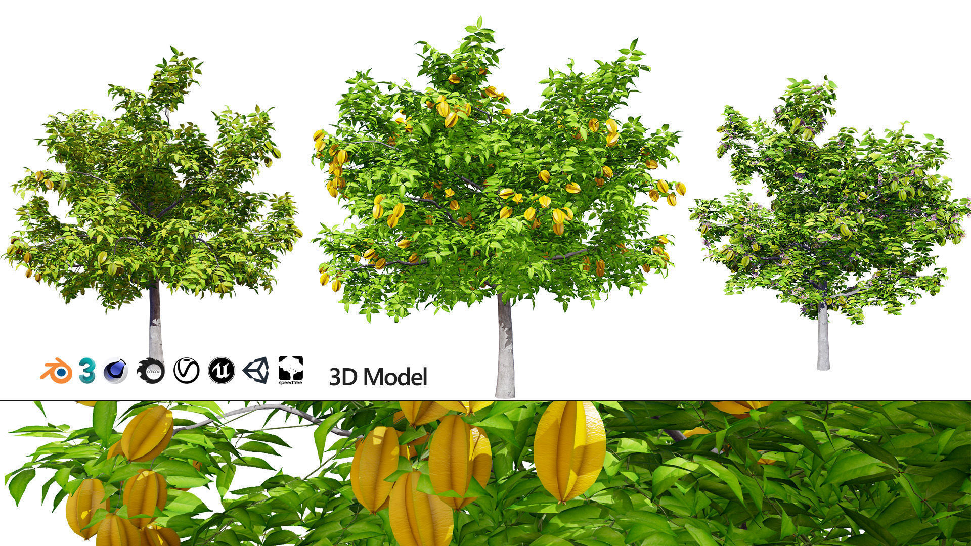 Realistic Starfruit Tree Model Low-poly 3D model_2