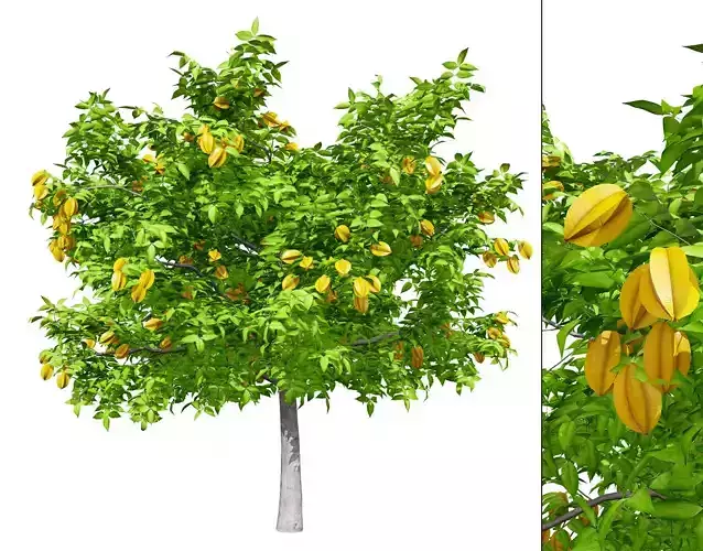 Realistic Starfruit Tree Model Low-poly 3D model