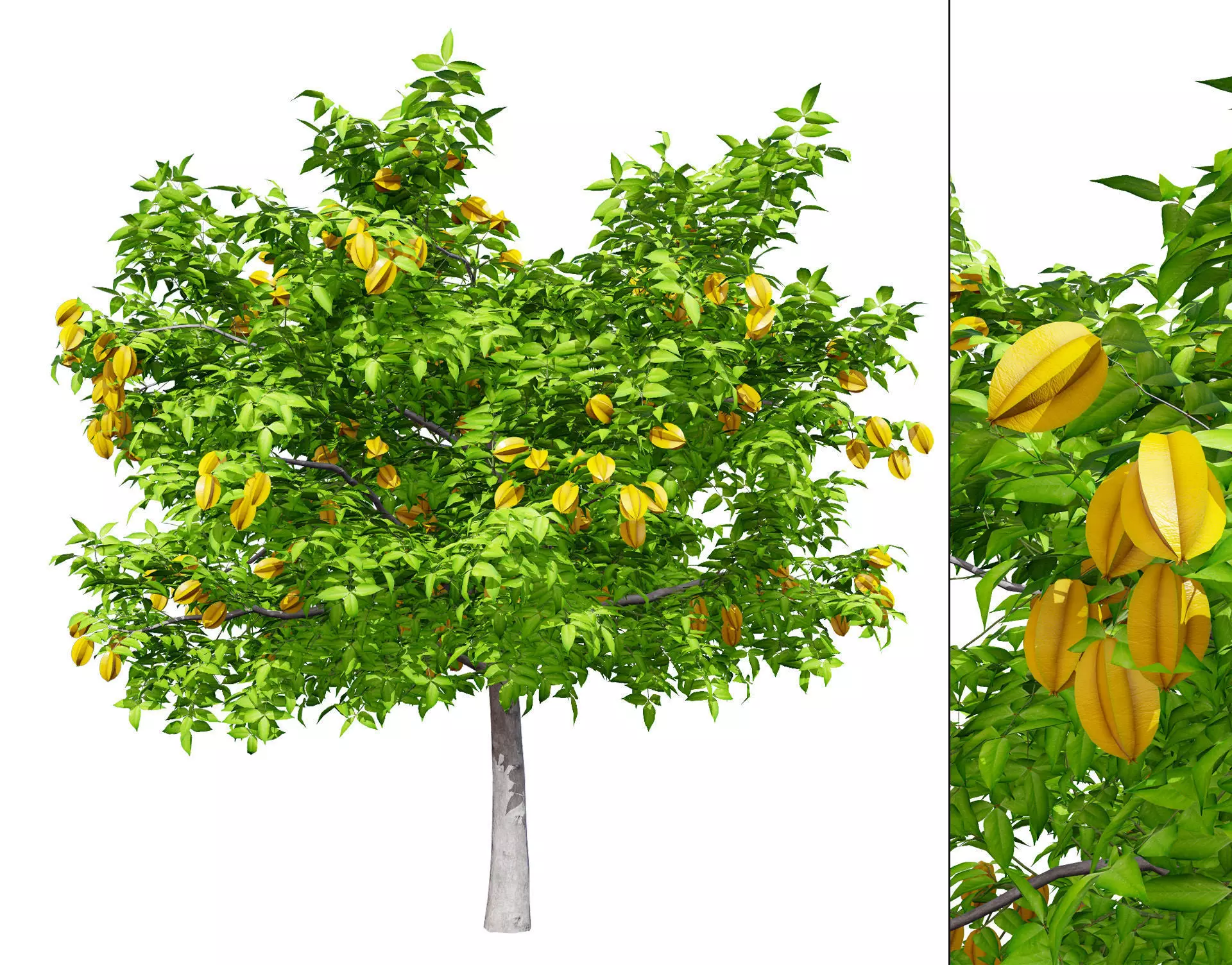Realistic Starfruit Tree Model Low-poly 3D model_0