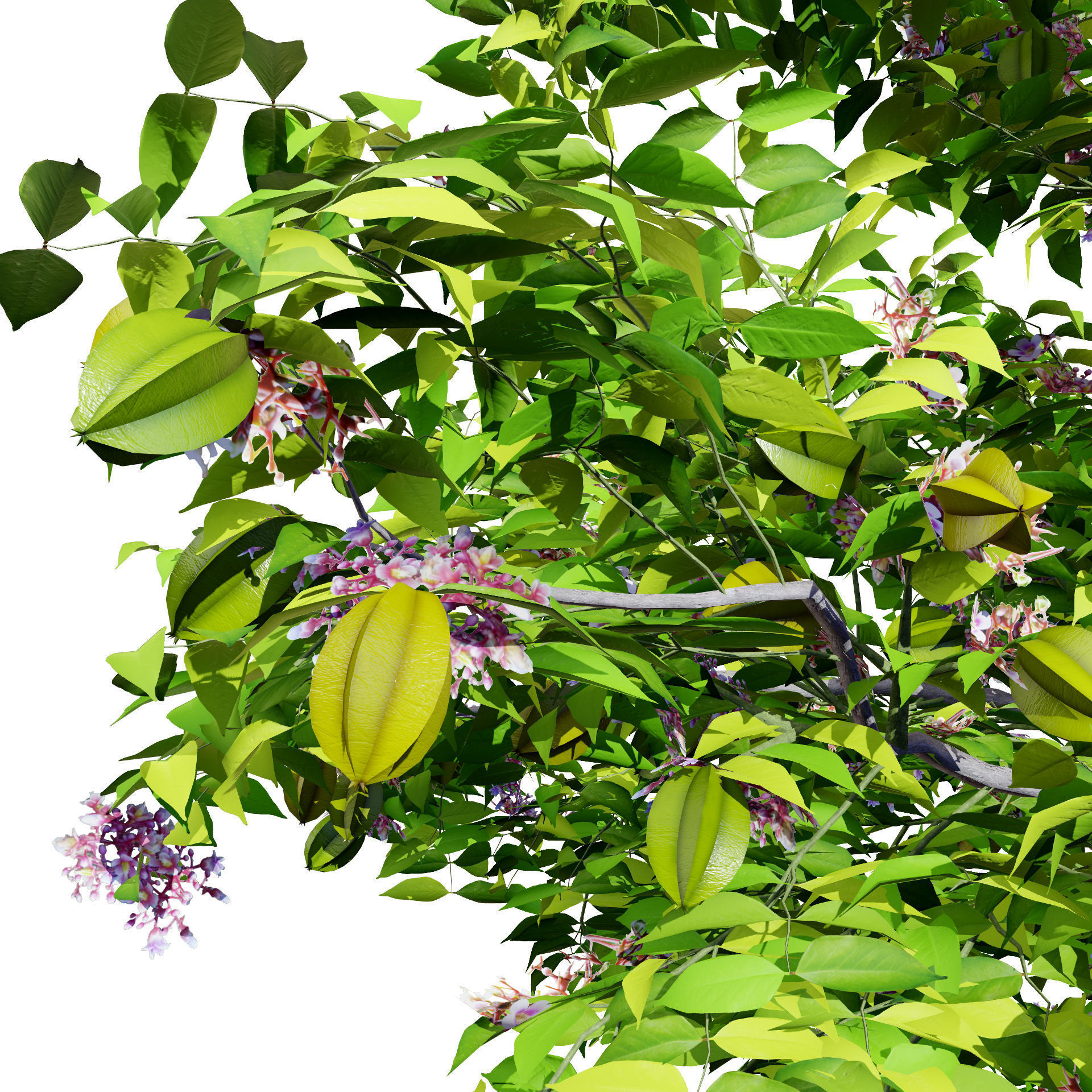 Realistic Starfruit Tree Model Low-poly 3D model_4