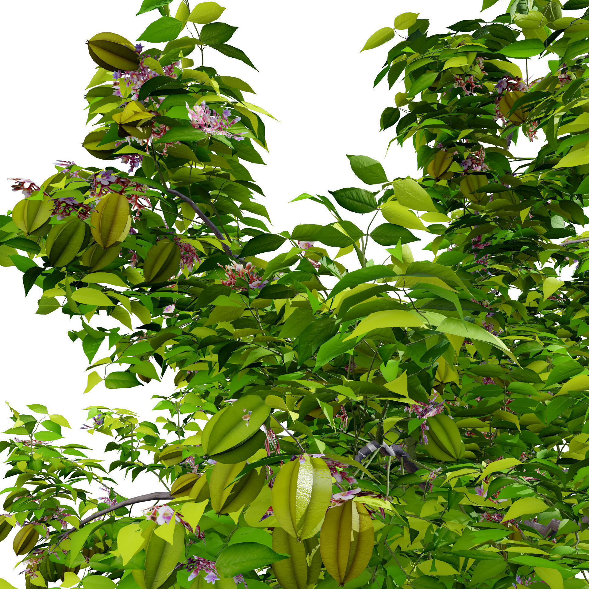 Realistic Starfruit Tree Model Low-poly 3D model_6