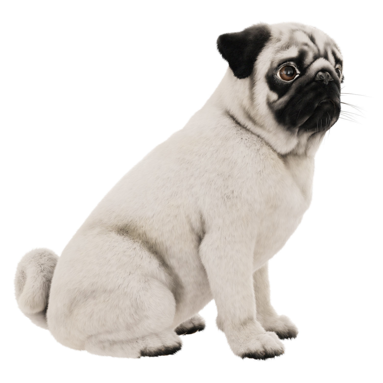 Realistic pug dog 3D model_2