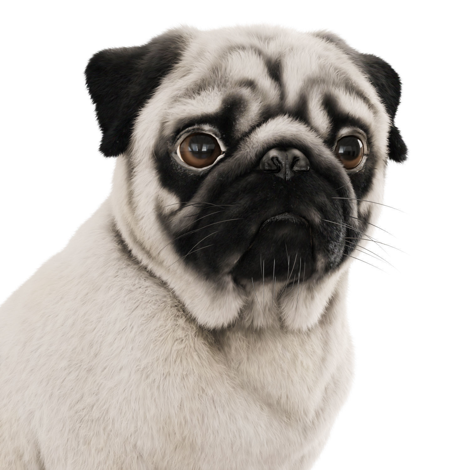 Realistic pug dog 3D model_3