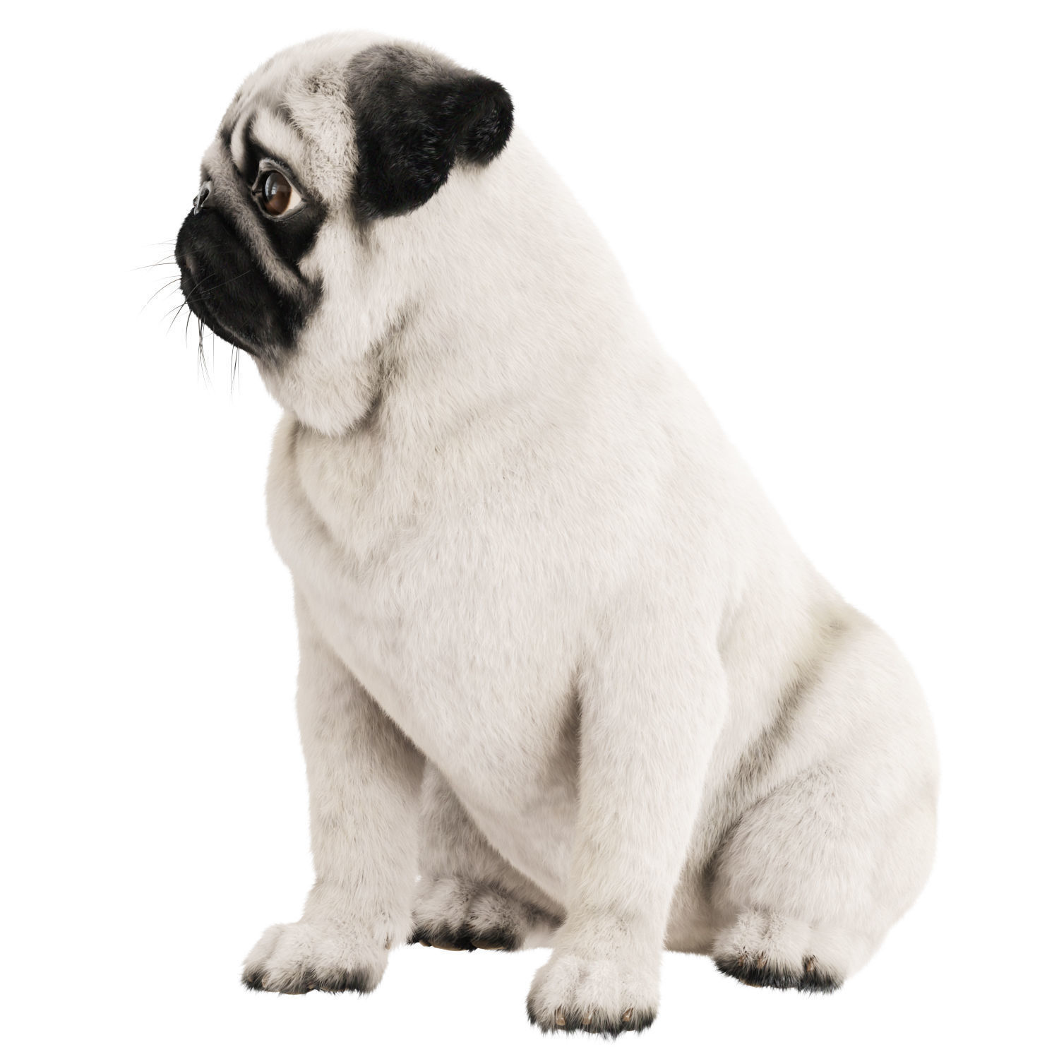 Realistic pug dog 3D model_1