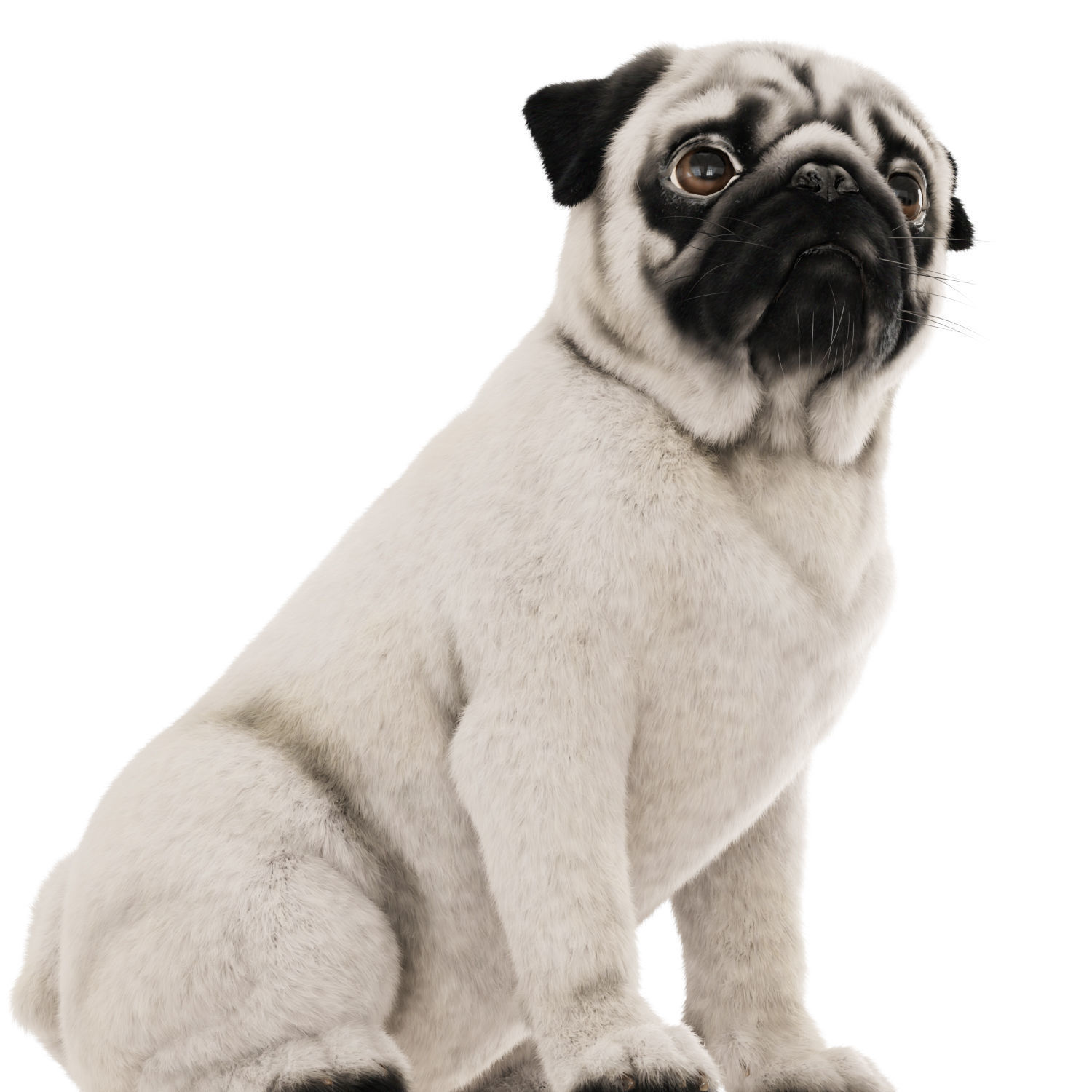 Realistic pug dog 3D model_4