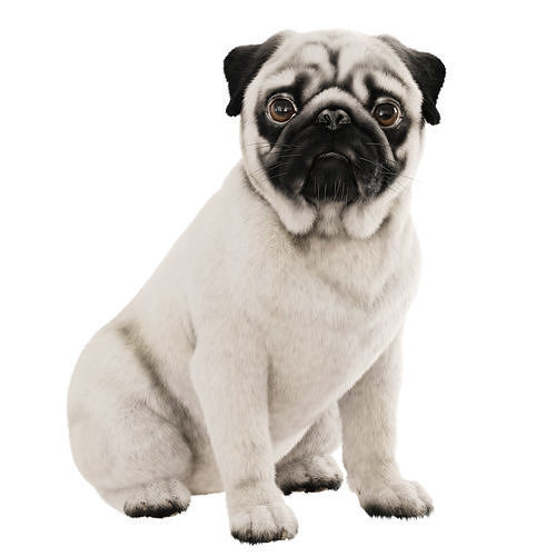 Realistic pug dog 3D model